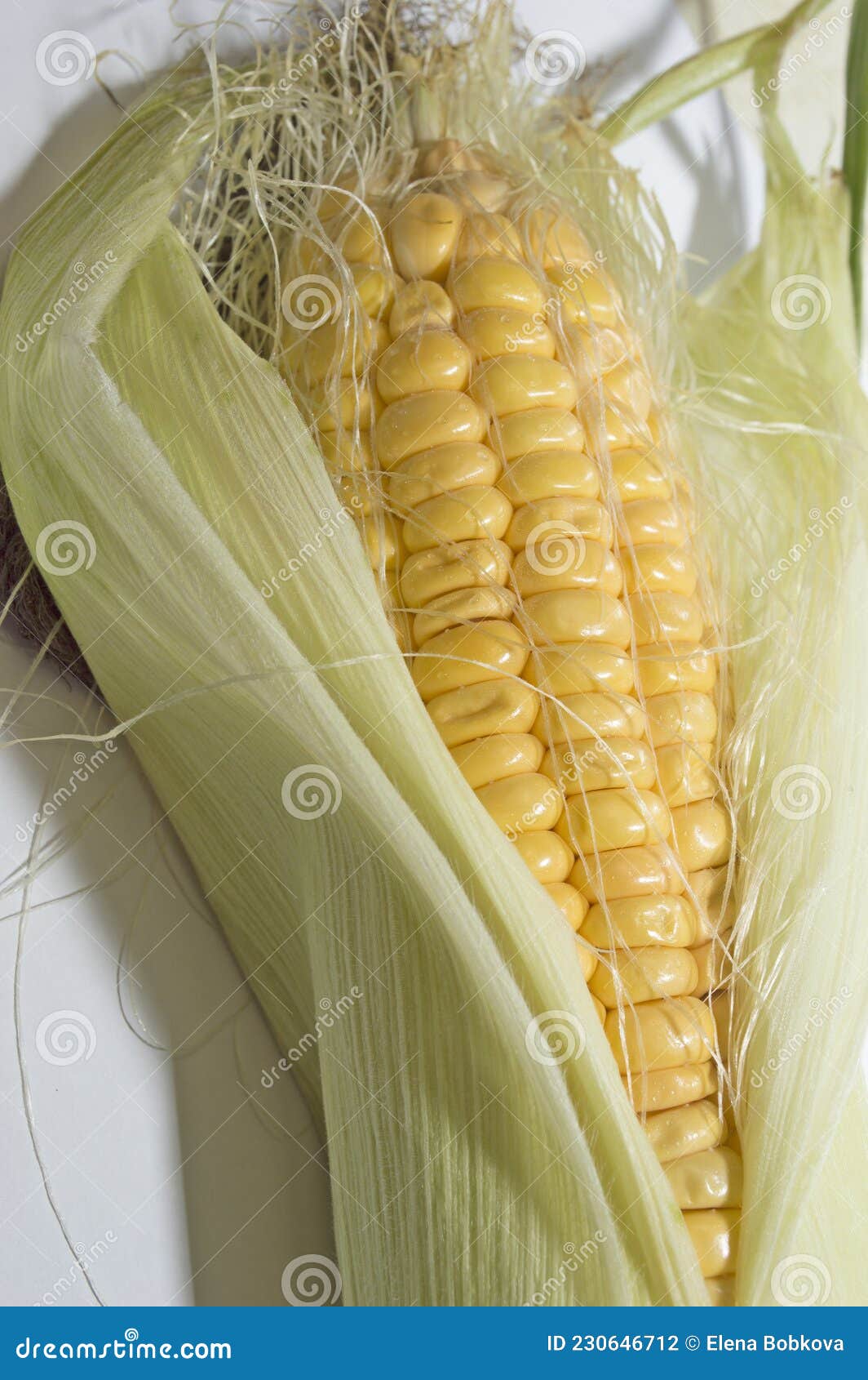 An Ear of Boiled Corn with Yellow Grains Stock Photo Image of health