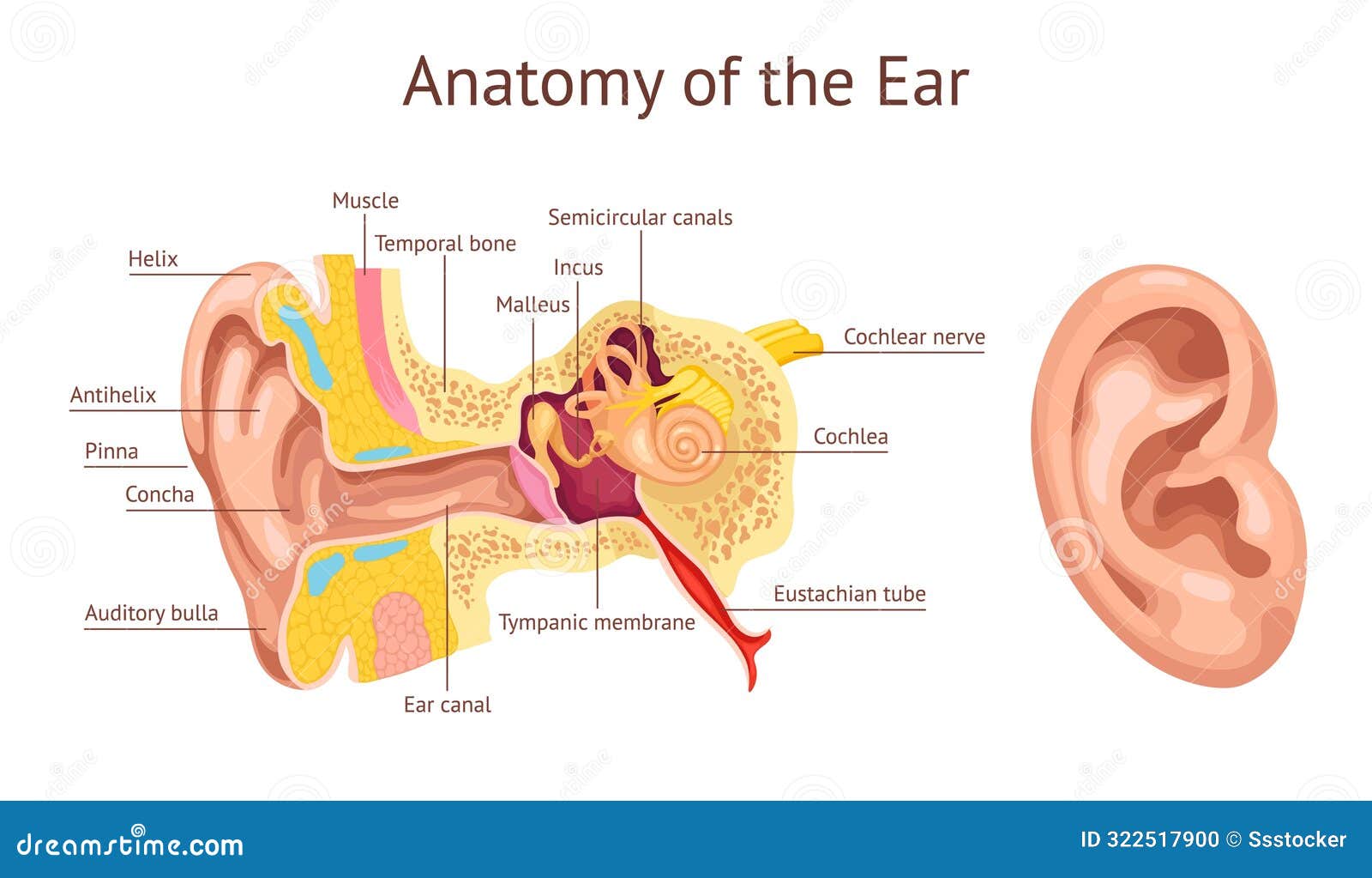 ear cochlea. ears anatomy diagram, human auditory system inner organ hear structure stapes vestibular auditory nerve