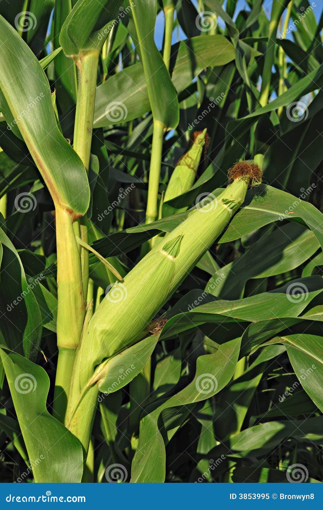 Ear of corn stock image. Image of agriculture, crop, vegetable 3853995