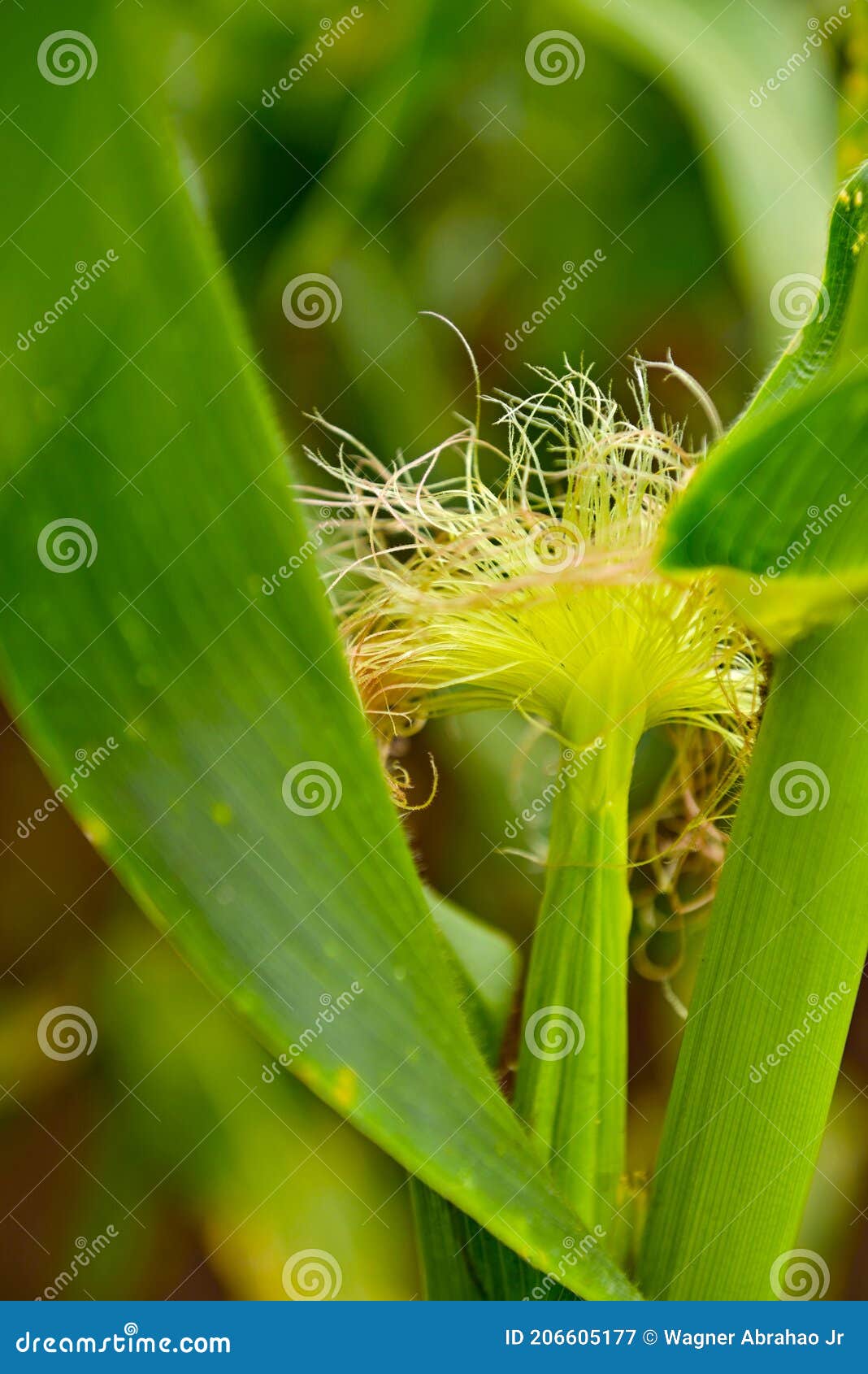 Ear of Corn in the Early Stage of Development Stock Image Image of