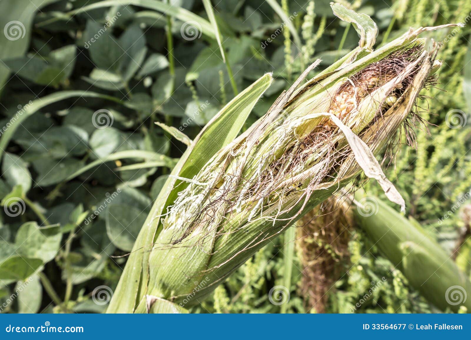 Ear of Corn stock image. Image of farm, closeup, country 33564677