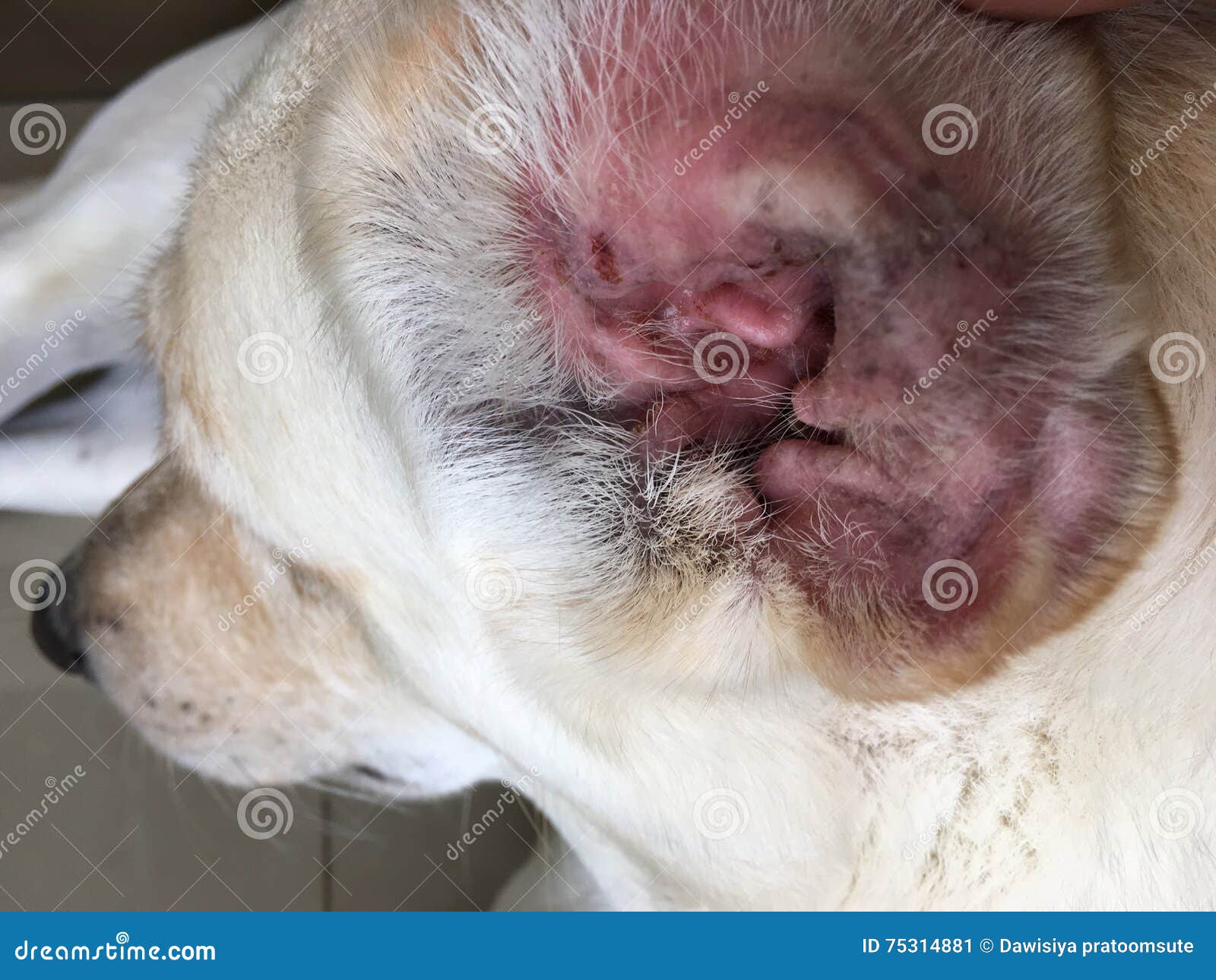 Ear infection in dog stock image. Image of problem, caused - 75314881