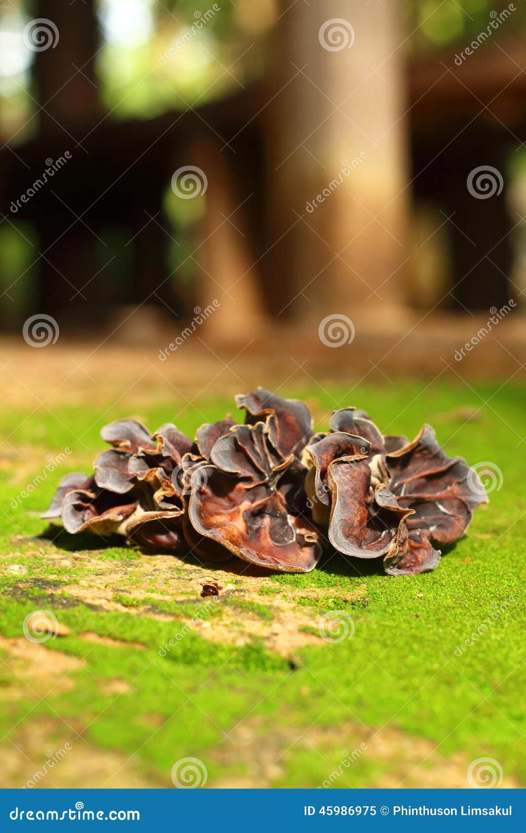 Ear Mushroom Growing in the Forest (Auricularia Auriculajudae). Stock