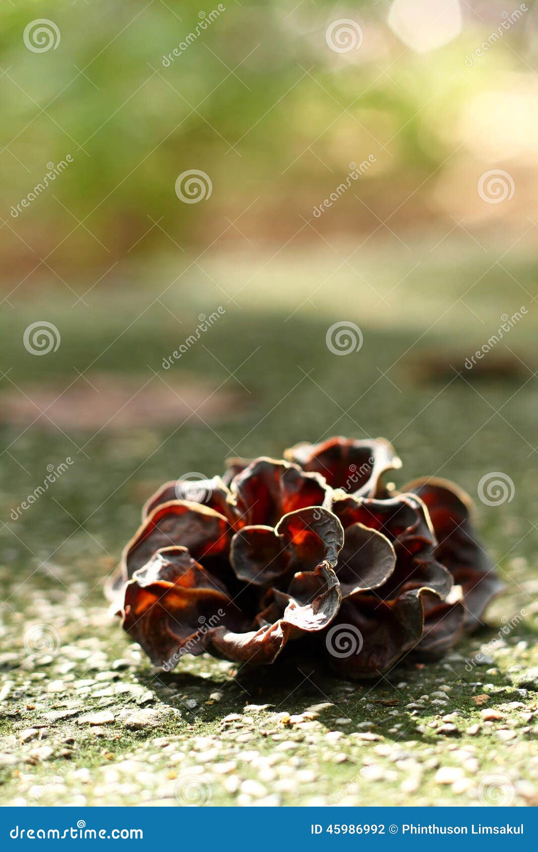 Ear Mushroom Growing in the Forest (Auricularia Auriculajudae). Stock