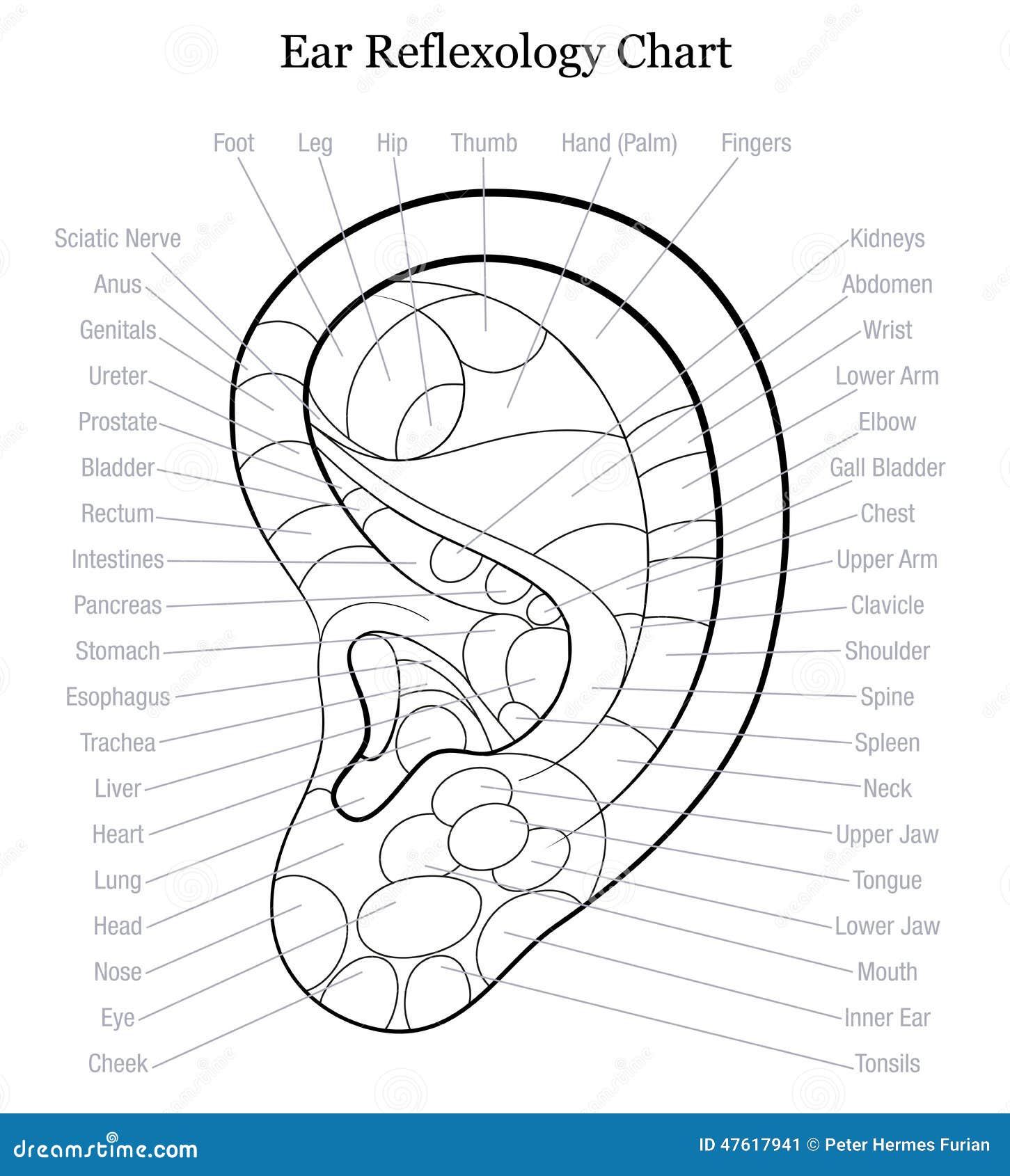 ear reflexology chart outline