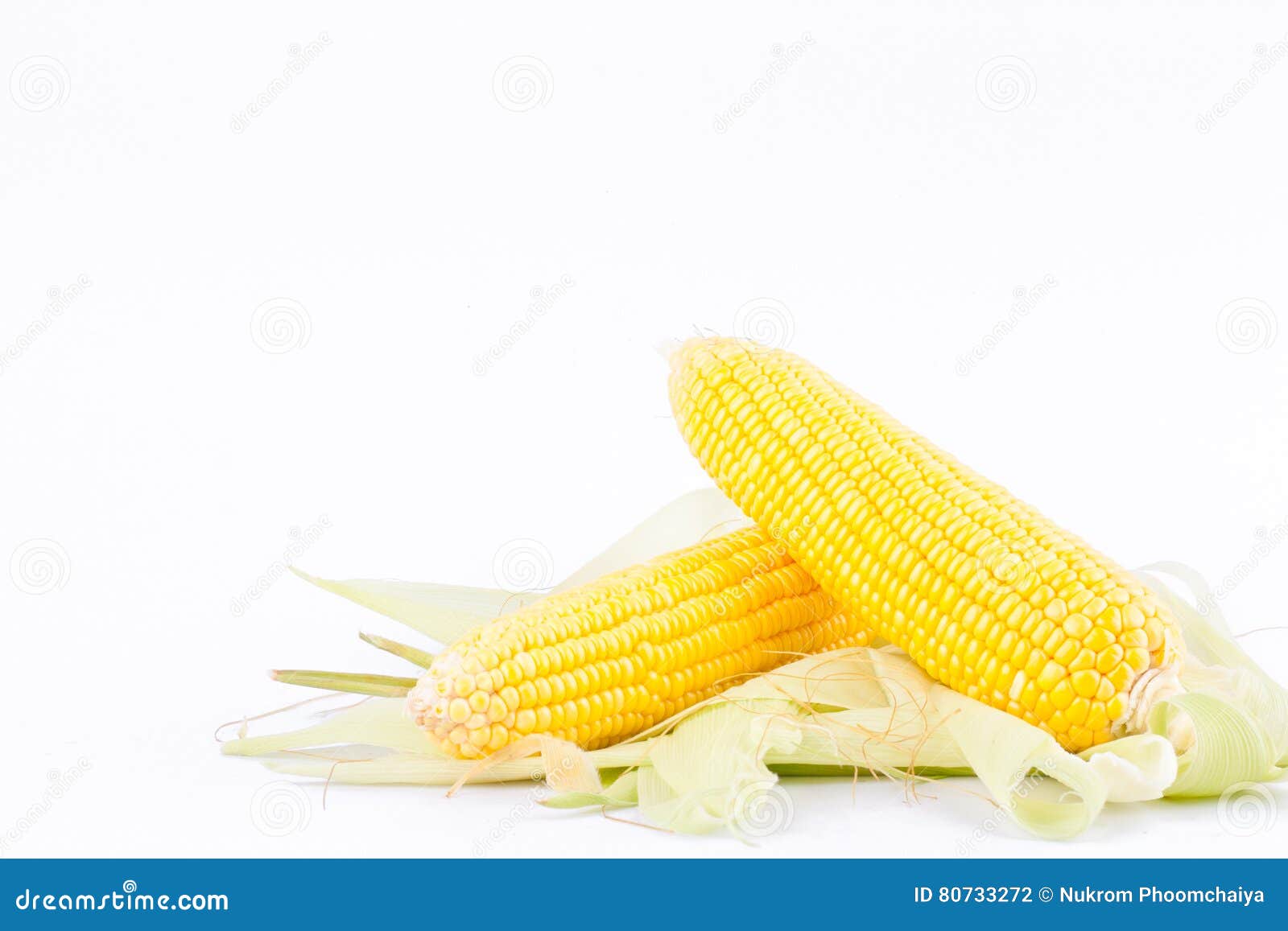 Ear of Sweet Corn on Cobs Kernels or Grains of Ripe Corn on White