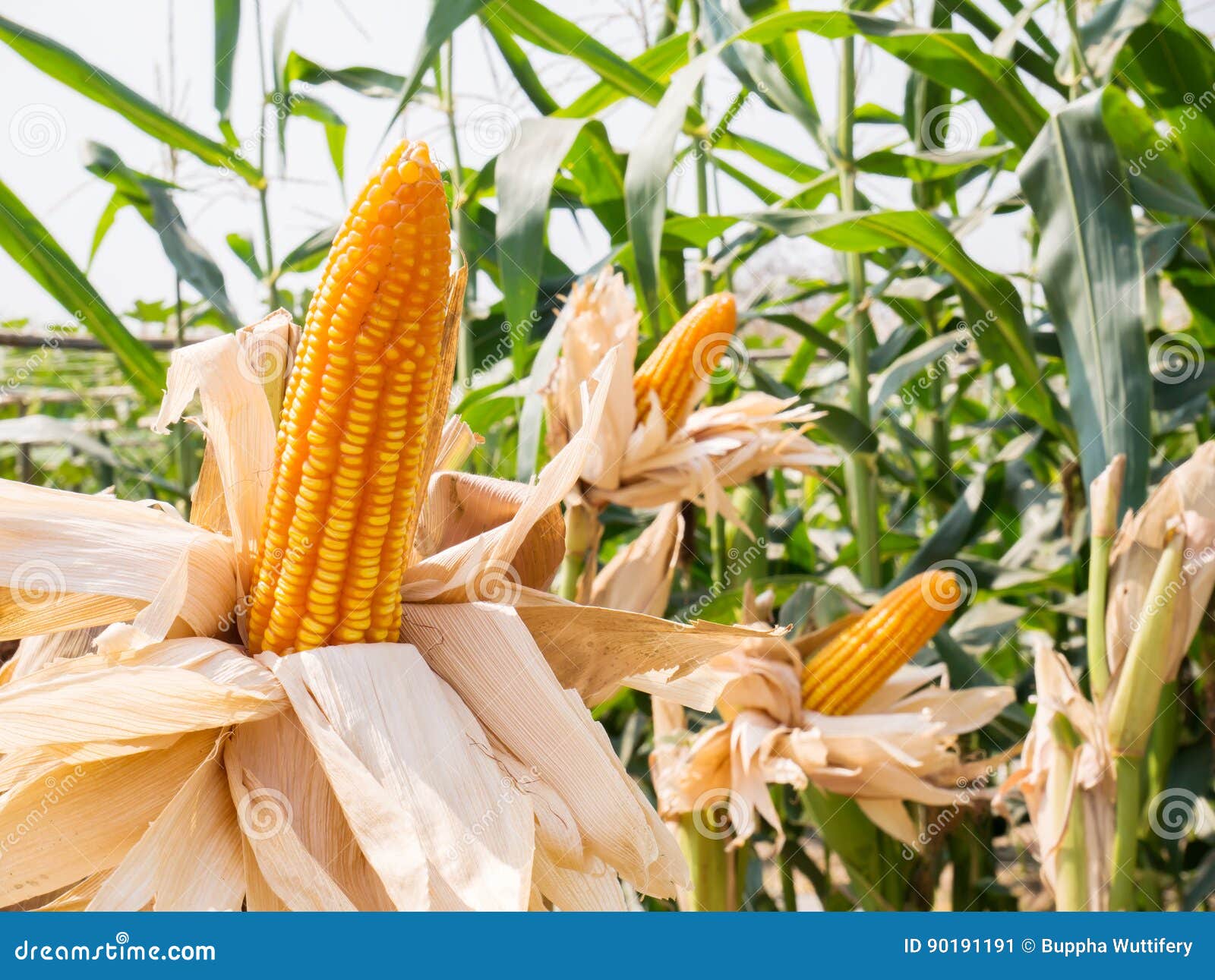 Ear of Sweet Corn in Corn Field Stock Image Image of field, ripe