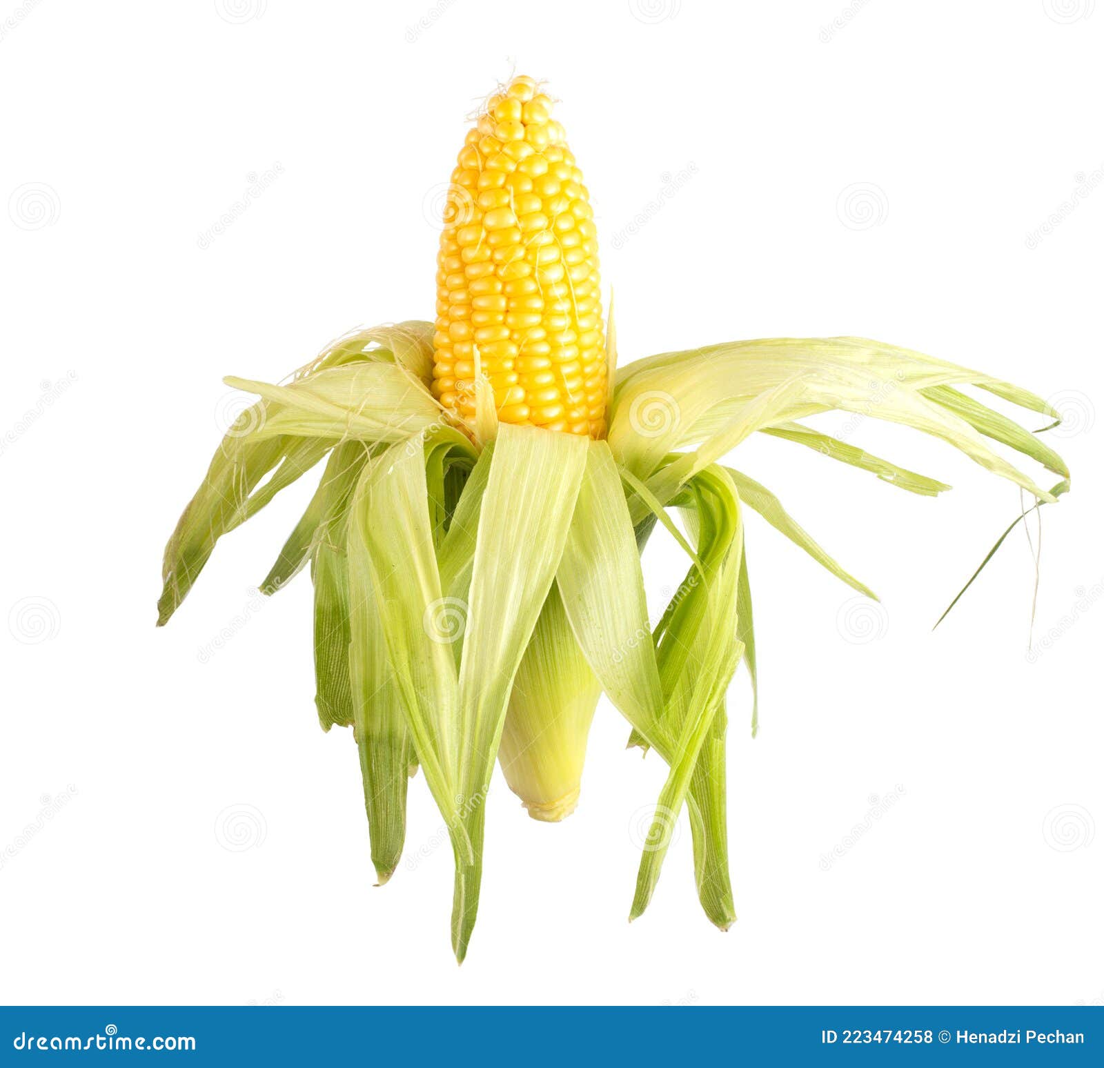Ear of Sweet Corn in Husk on White Background, Isolate. Natural Corn
