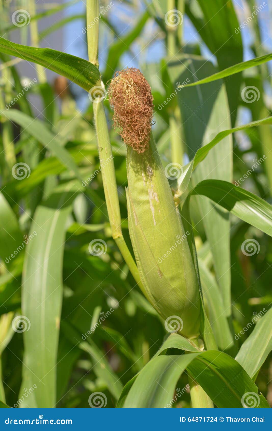Ear sweet corn stock photo. Image of nature, macro, fertile 64871724