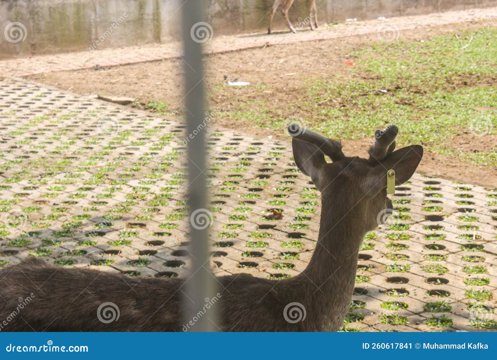 Ear Tag on Deer s ear stock image. Image of wildlife 260617841