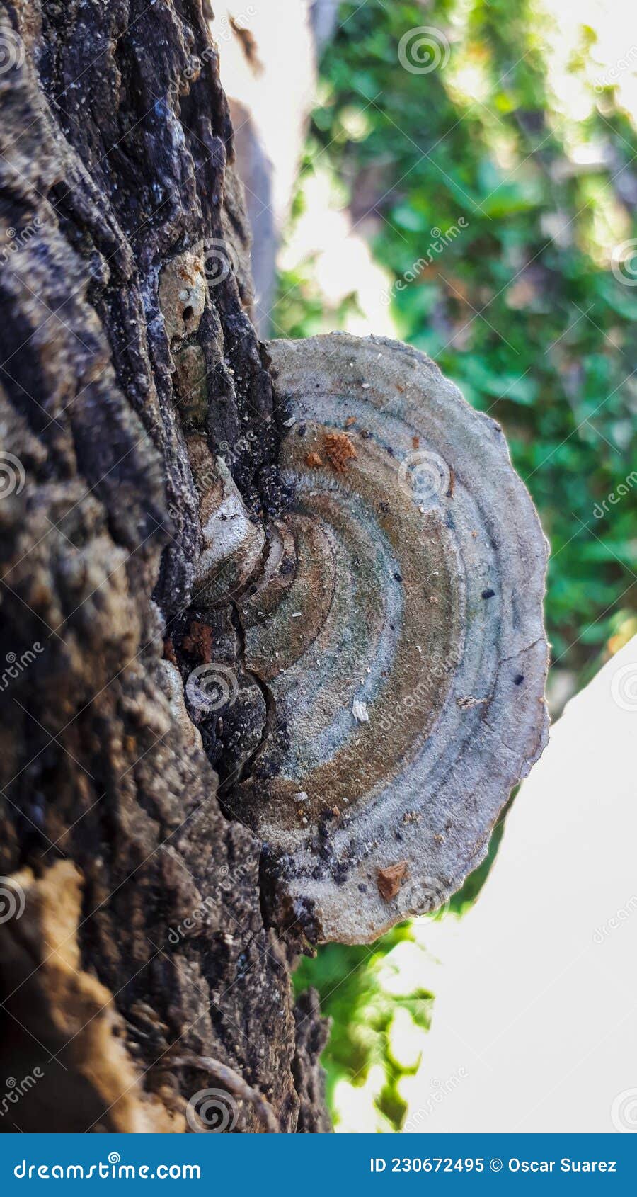 This Is A Type Of Fungus That Lives And Thrives On Damaged Wooden Doors