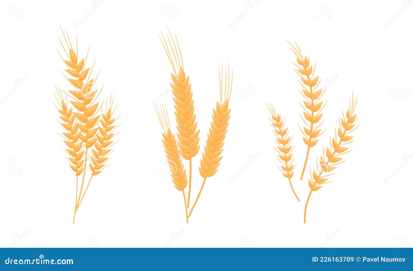 Ear of Wheat or Barley As Grain Crop or Cereal Specie and Cultivated ...