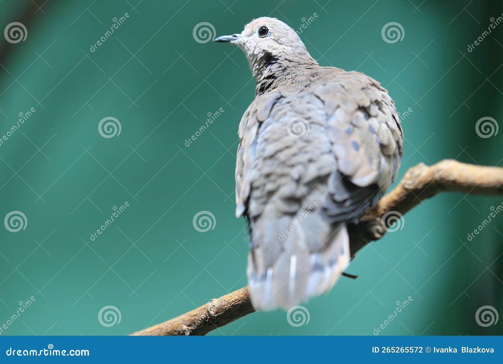 Eared dove stock photo. Image of nature, bird, branch 265265572