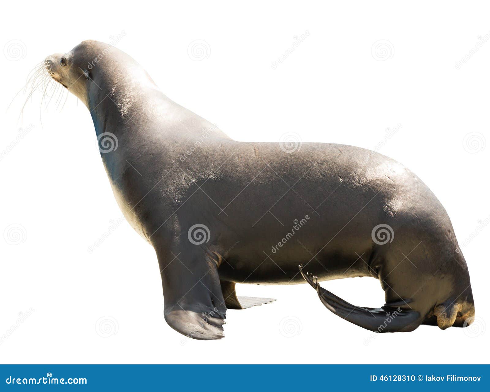 Earless Seal. Isolated Over White Stock Photo Image of otariidae