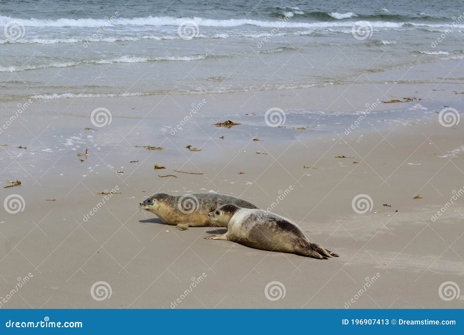 Earless Seals stock image. Image of north, animal, animals 196907413