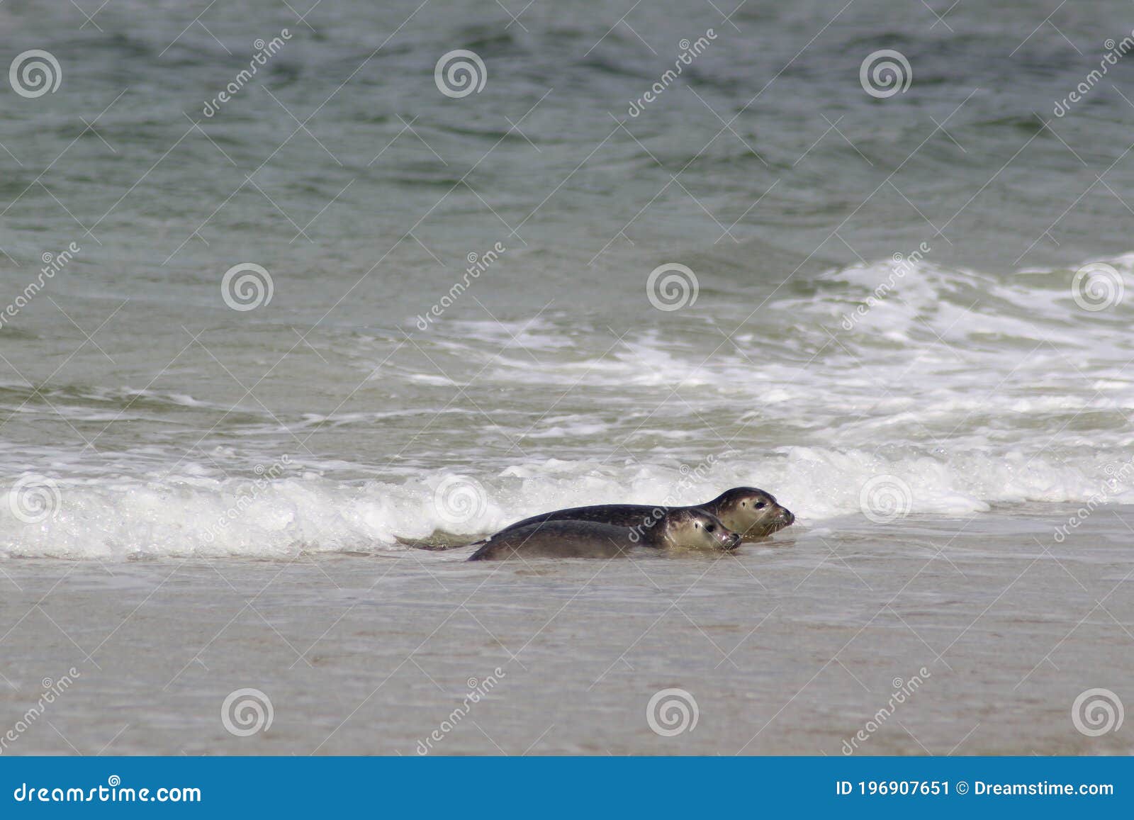 Earless Seals stock image. Image of animal, phocoidea 196907651