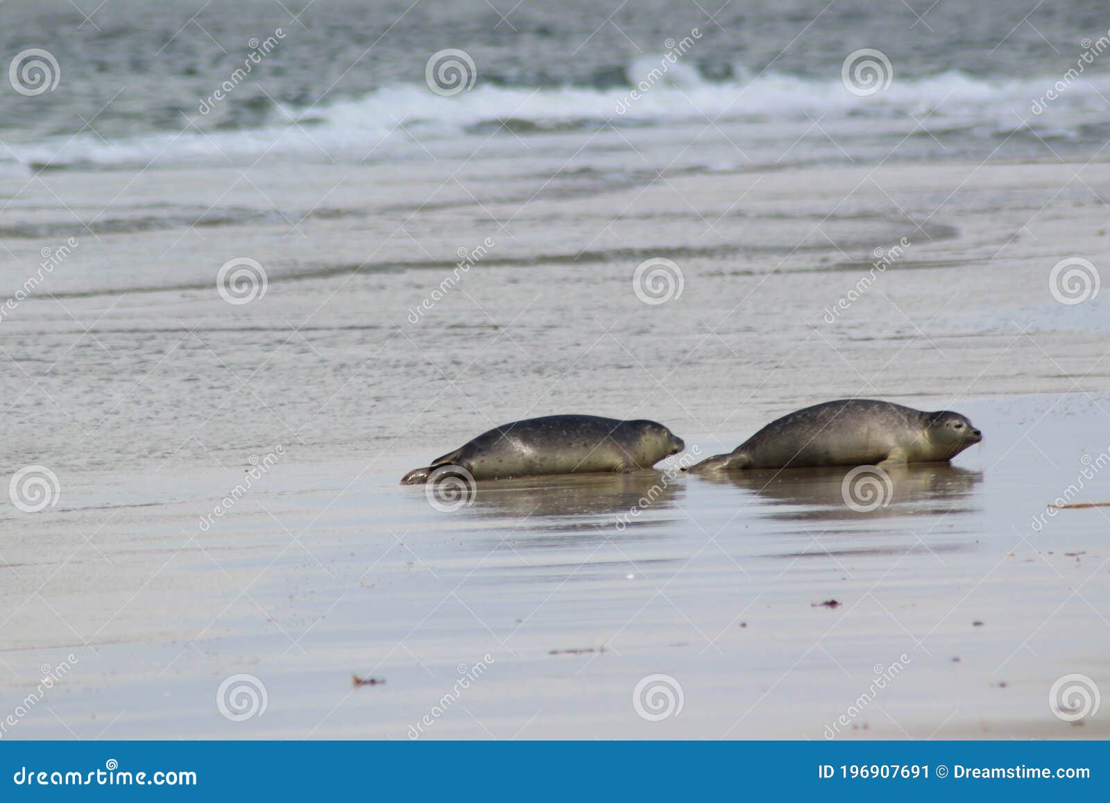 Earless Seals stock image. Image of seals, animals, earless 196907691