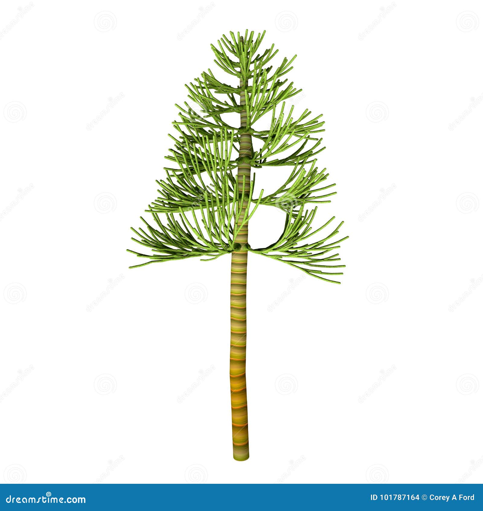 carboniferous pine tree