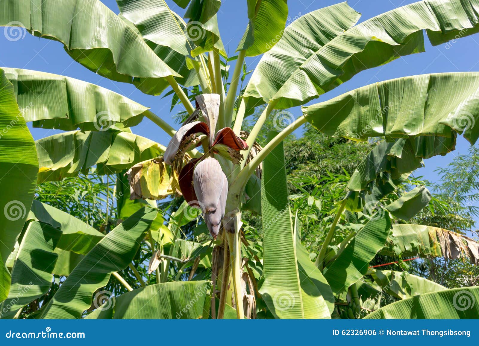 Early banana blossom stock photo. Image of agriculture 62326906