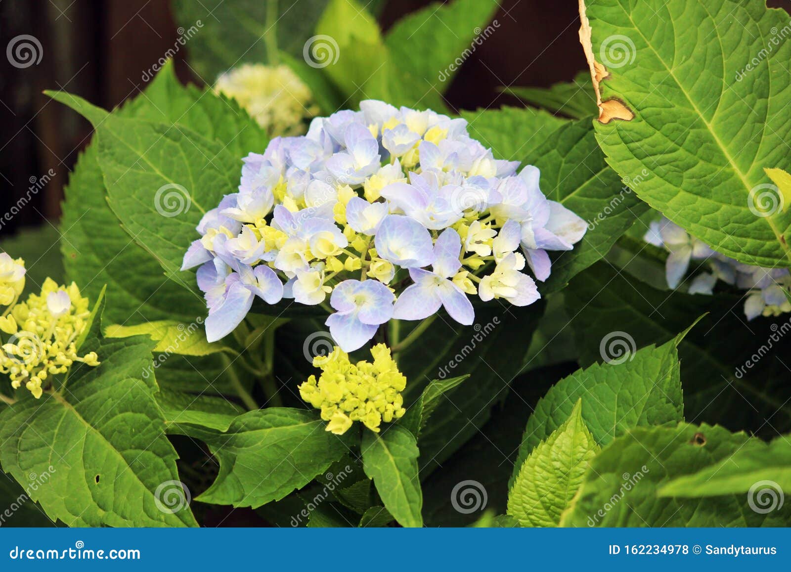 early in bloom phase, blueish lavender hydrangea