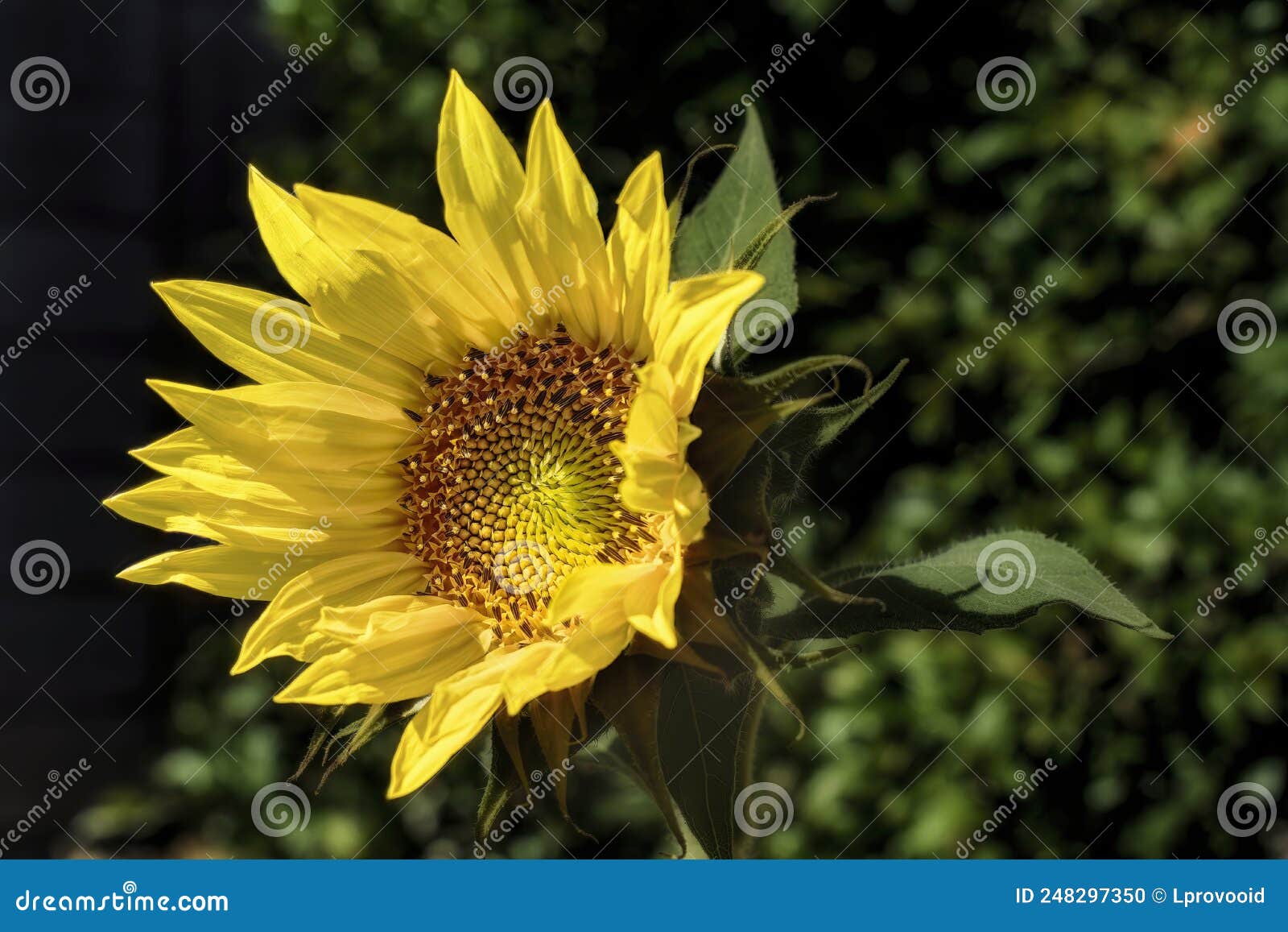 Early Blooming Sunflower stock photo. Image of blooming 248297350