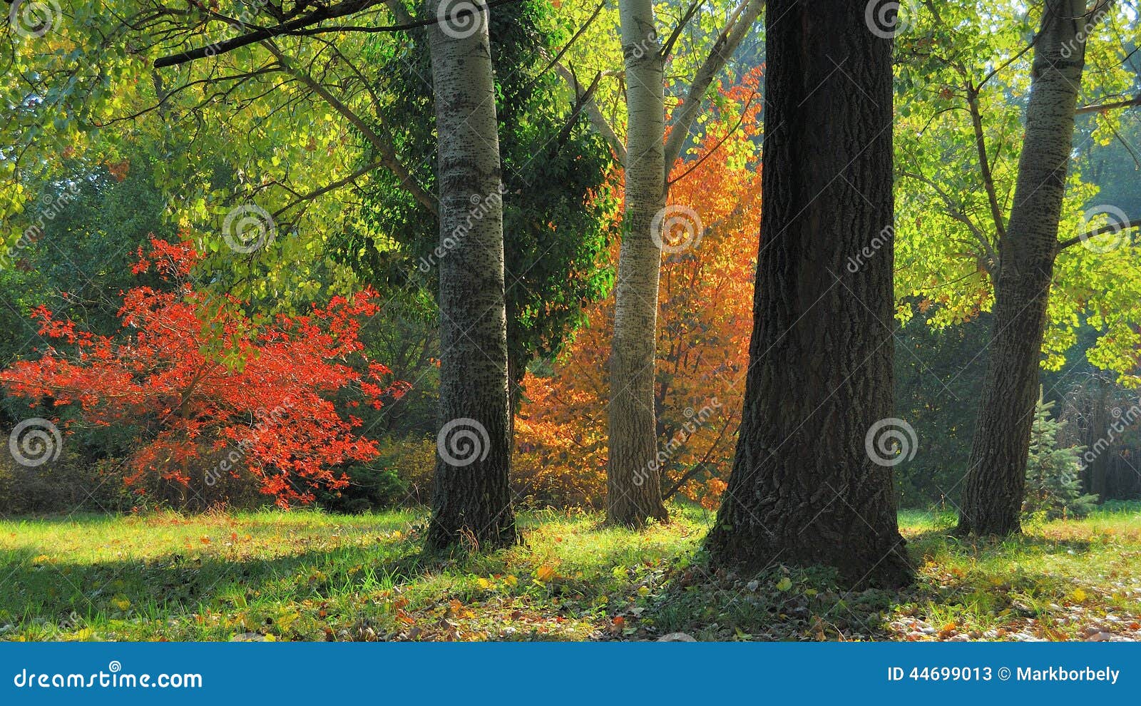 early fall foliage autumn trees