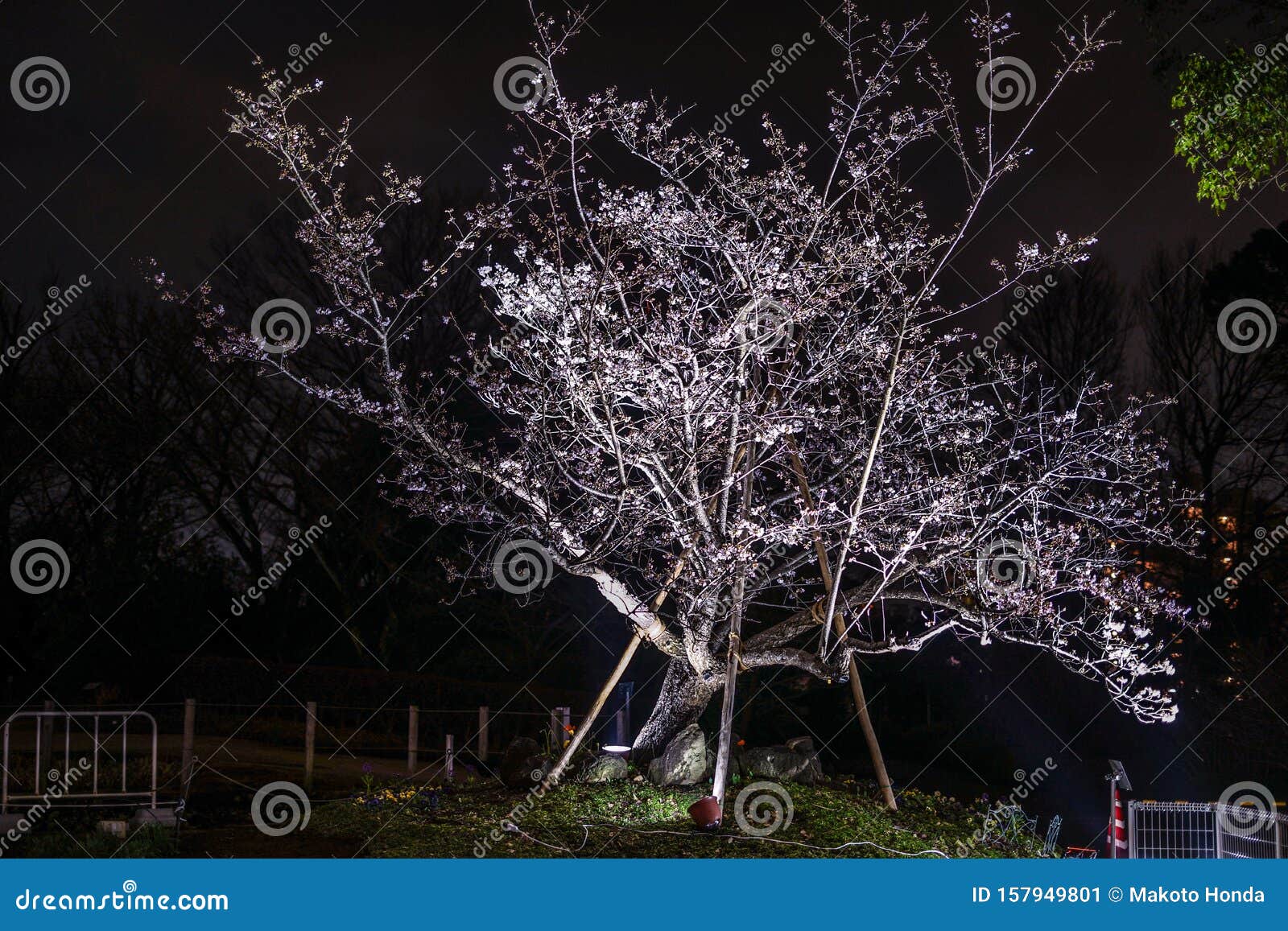 Early Flowering Cherry Tree Reflected on the Surface of the Water Stock