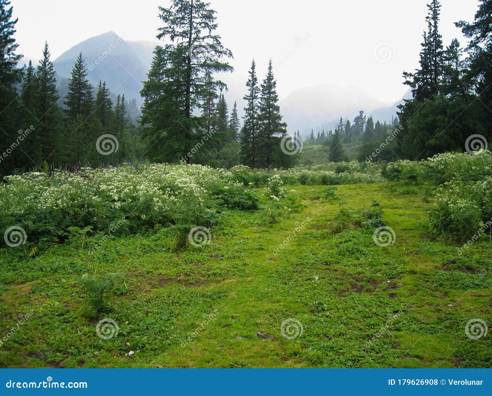 Early Foggy Morning In The Forest Green Meadow With Flowers On A