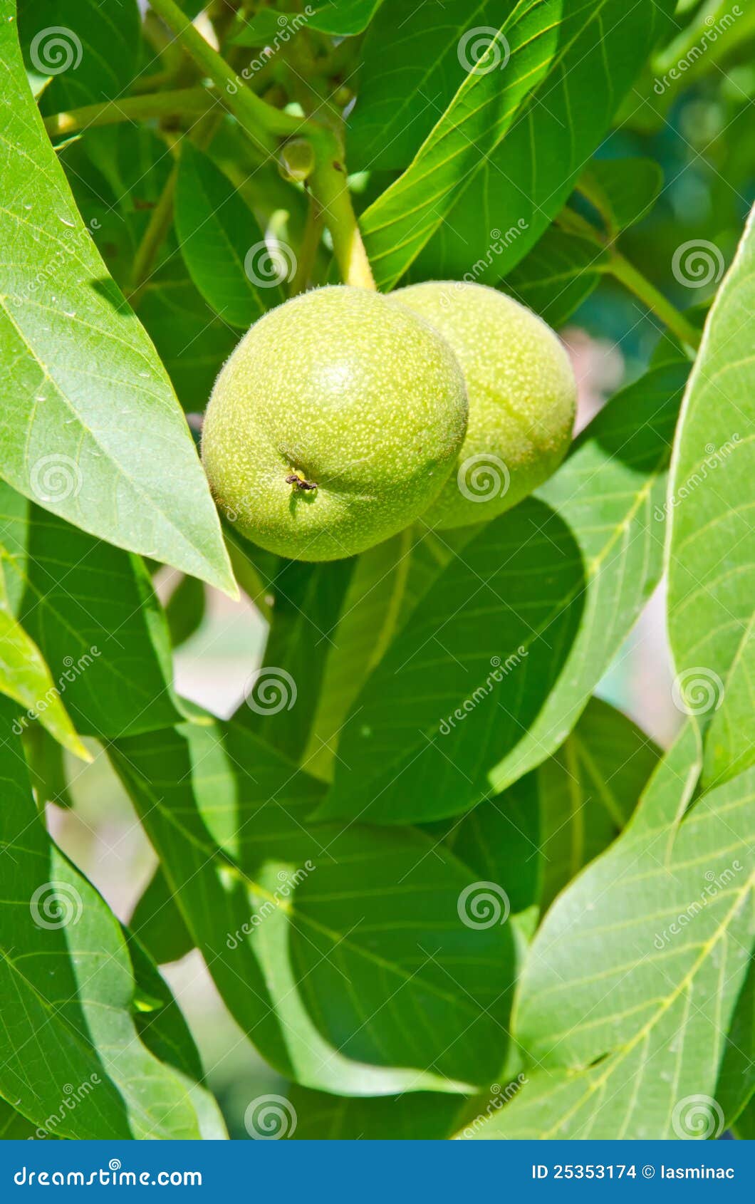 Early green nuts stock photo. Image of fruit, organic 25353174