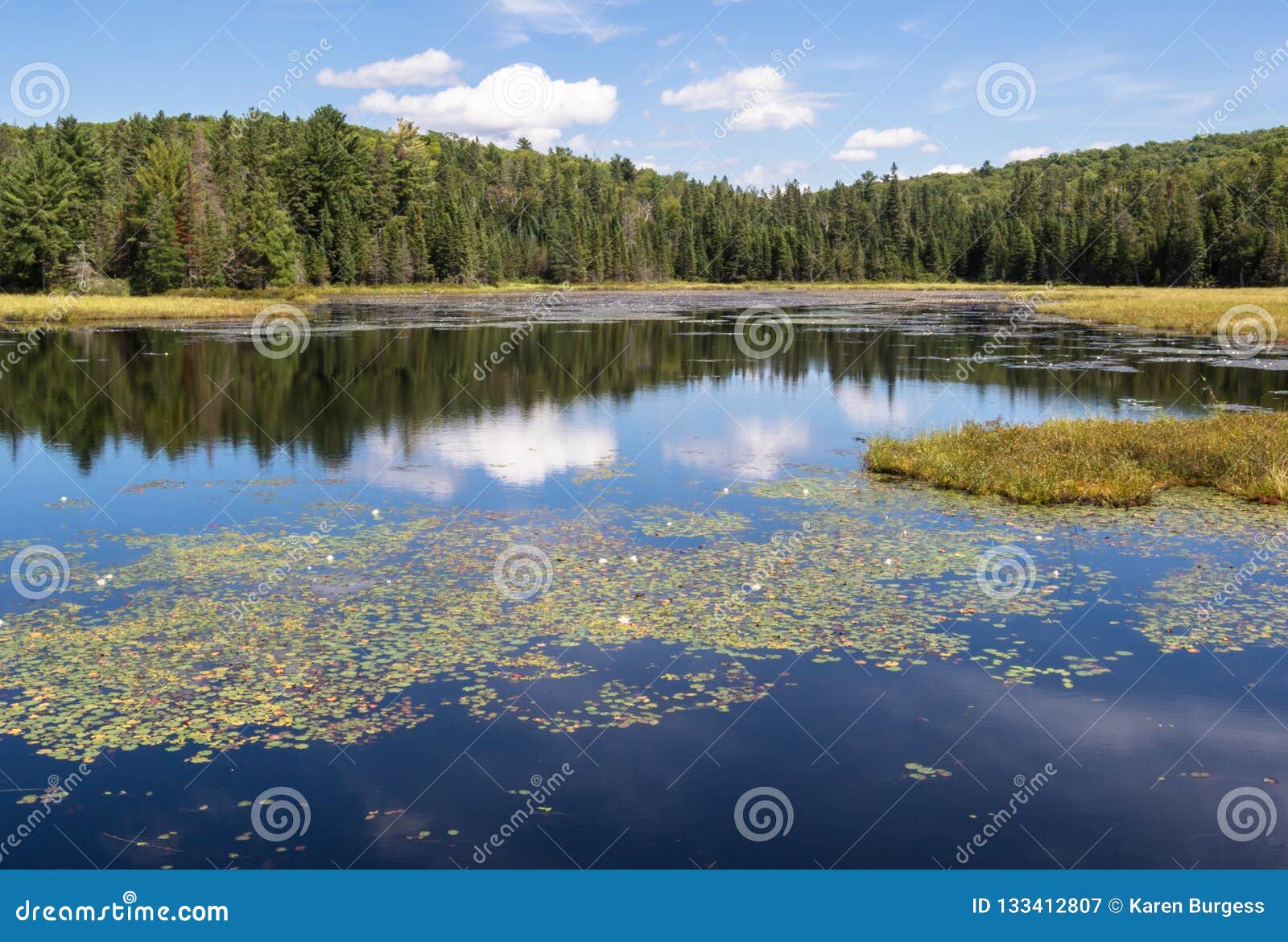 Pond Flora In Algonquin Park Canada Stock Image Image Of Canadan