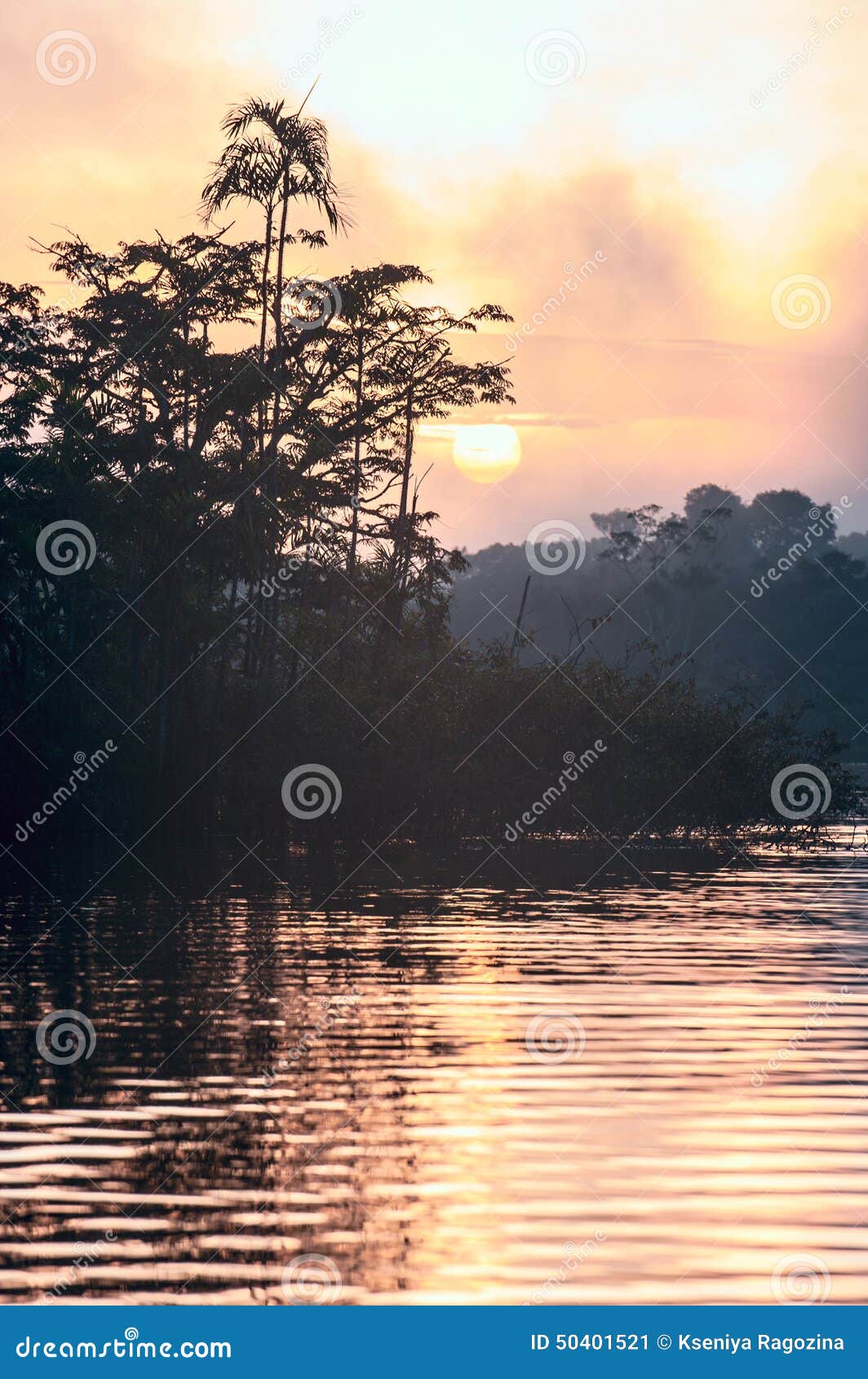 early morning in amazonian rainforest. lake cuyabeno