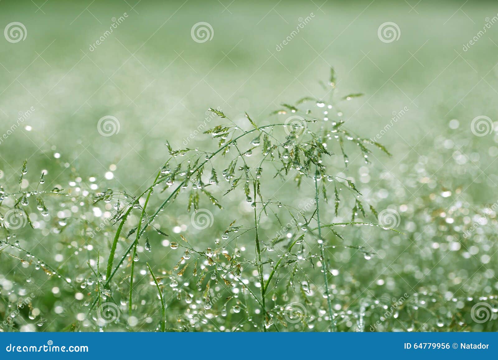 early morning dew in grass