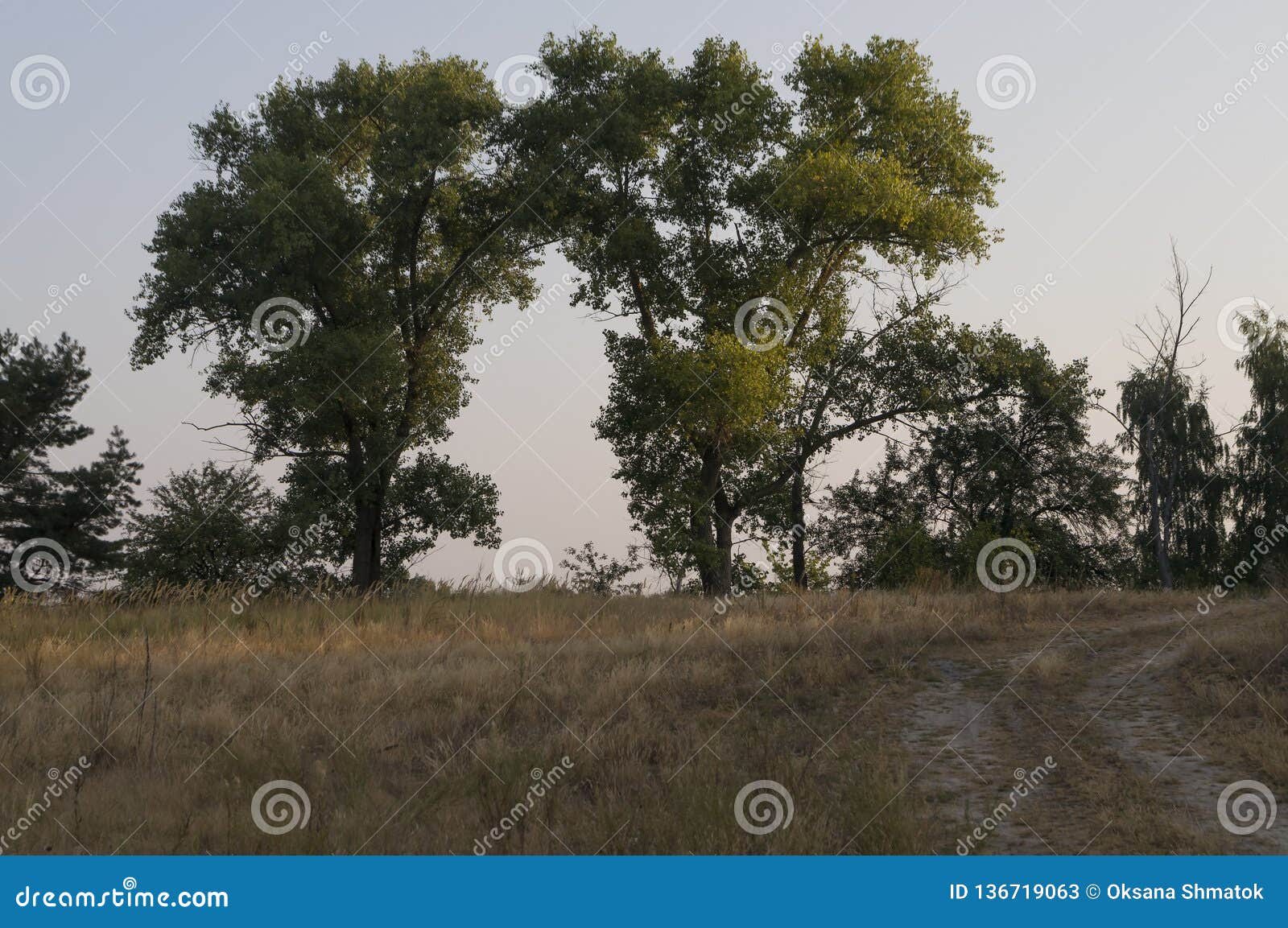 Early Morning in the Green Meadow and Trees and Bushes Far Away. Summer ...