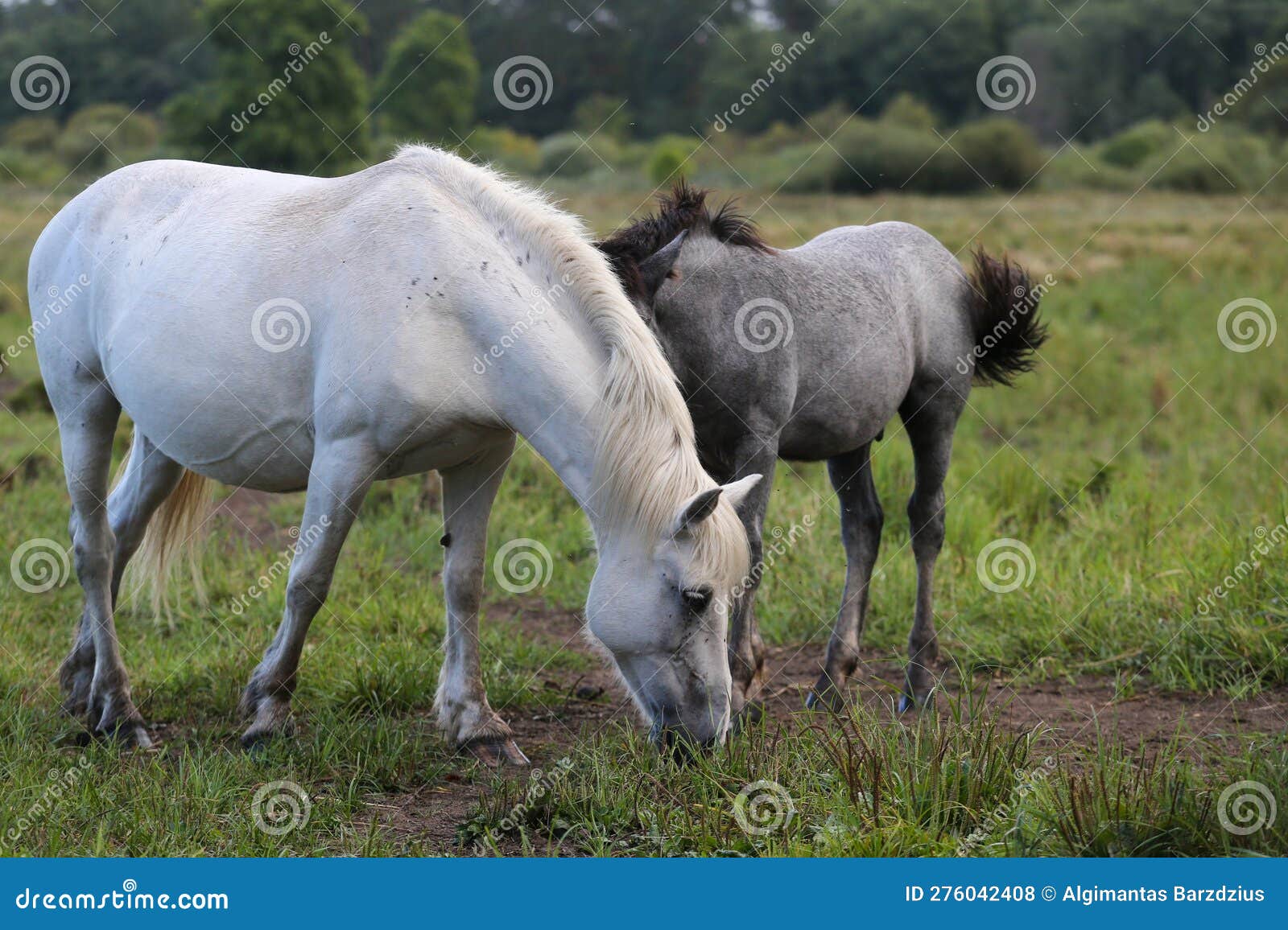 Early in the Morning, Horses Graze Freely in the Rain Stock Photo