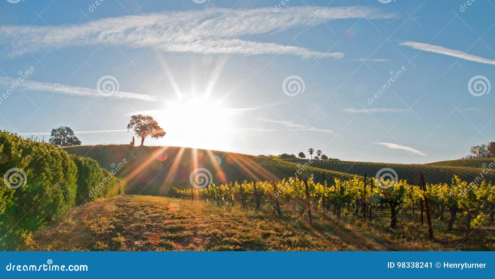 early morning sun shining next to valley oak tree on hill in paso robles wine country in the central valley of california usa