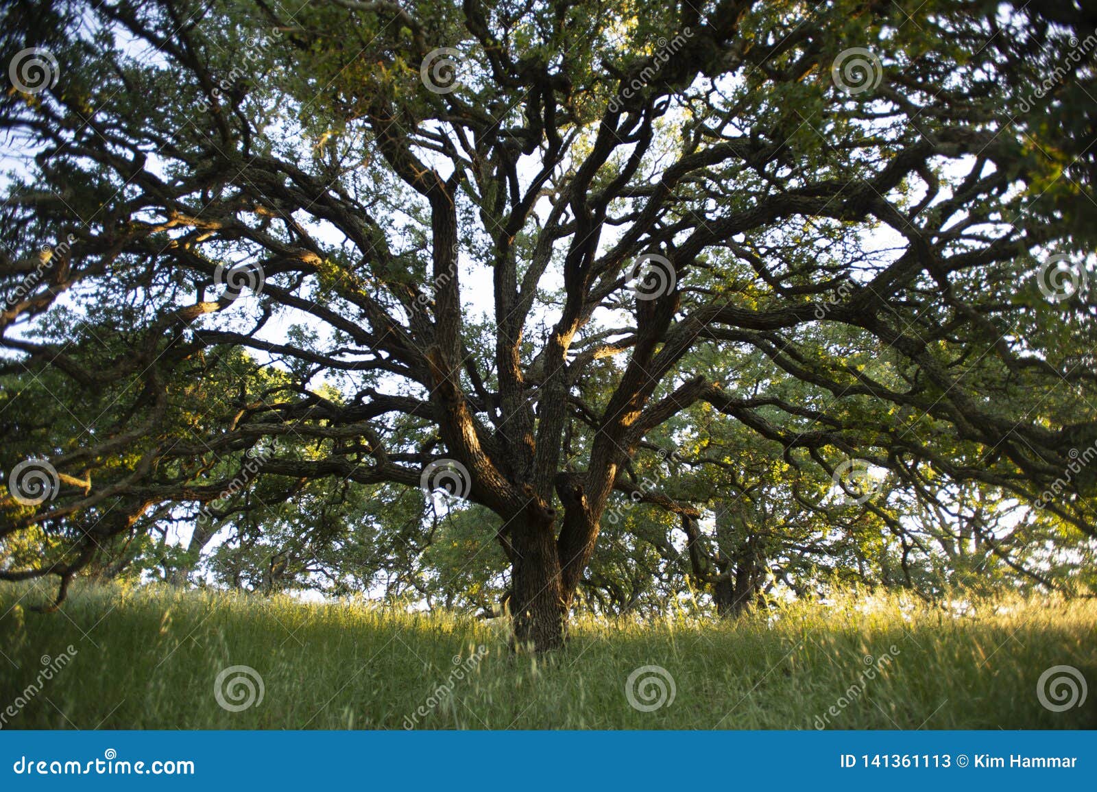 early morning sunlight highlights a majestic blue oak tree in the woodlands of mount wanda