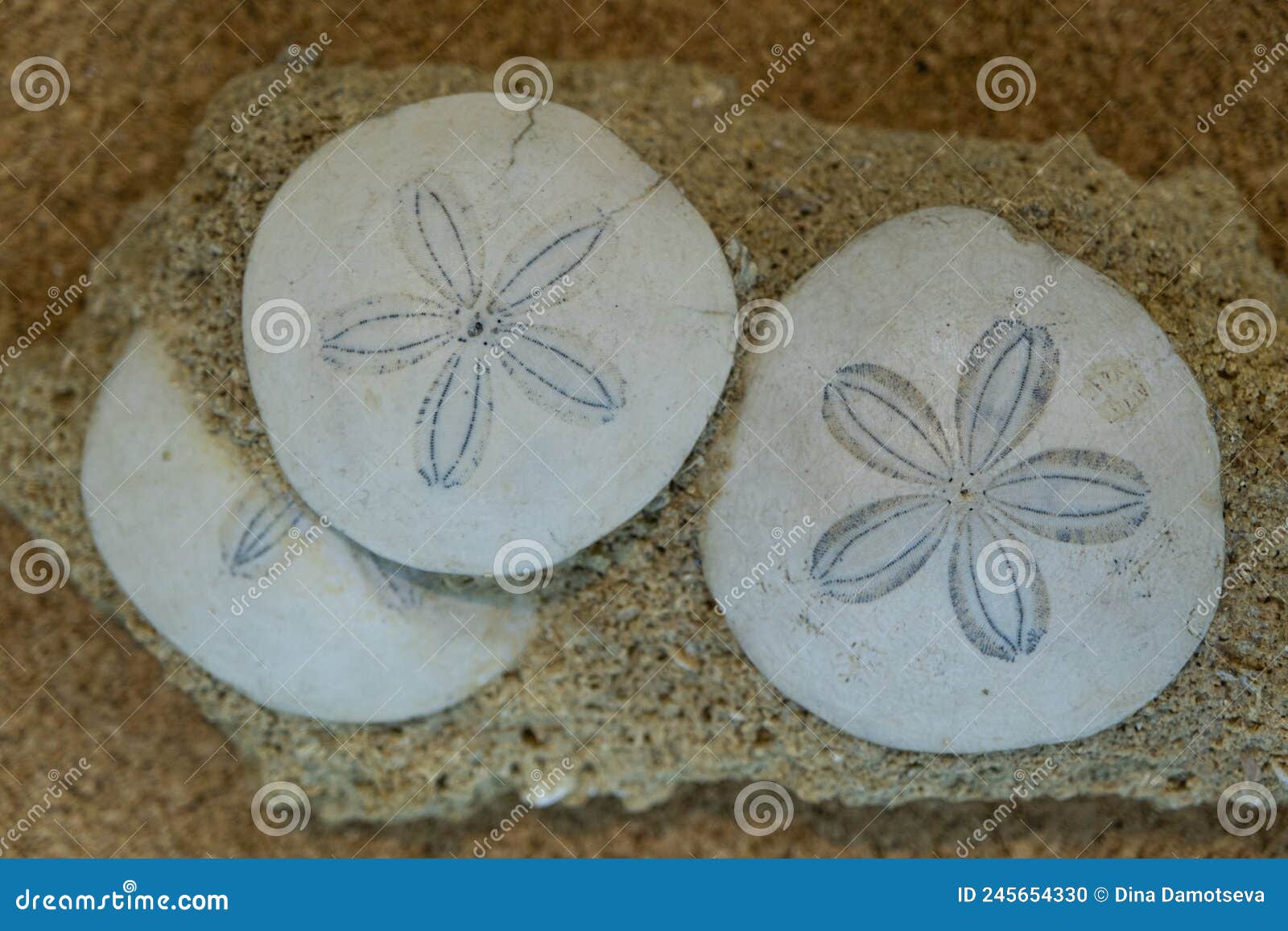early neogene era. shells of sea urchins of the genus scutella. selective focus. close-up, background and texture