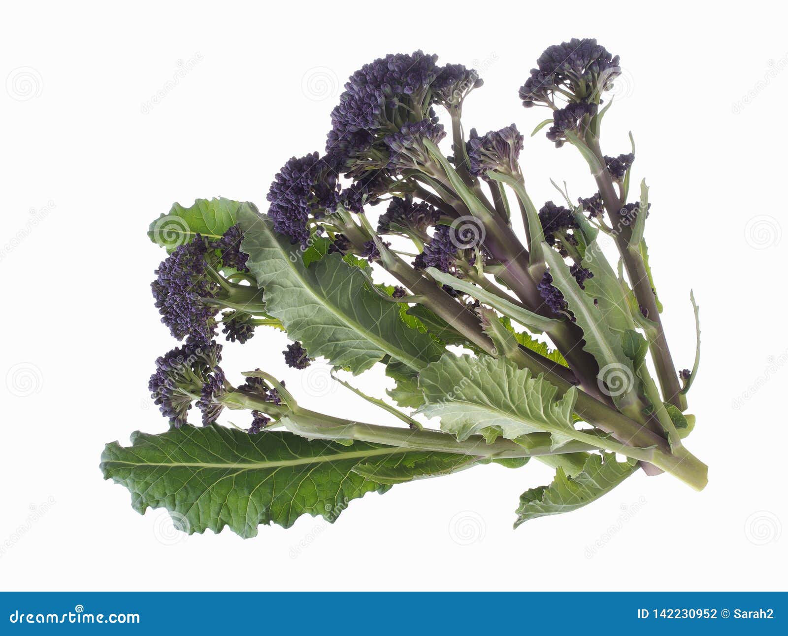 Early Purple Sprouting Broccoli Spring Vegetable, Isolated on White