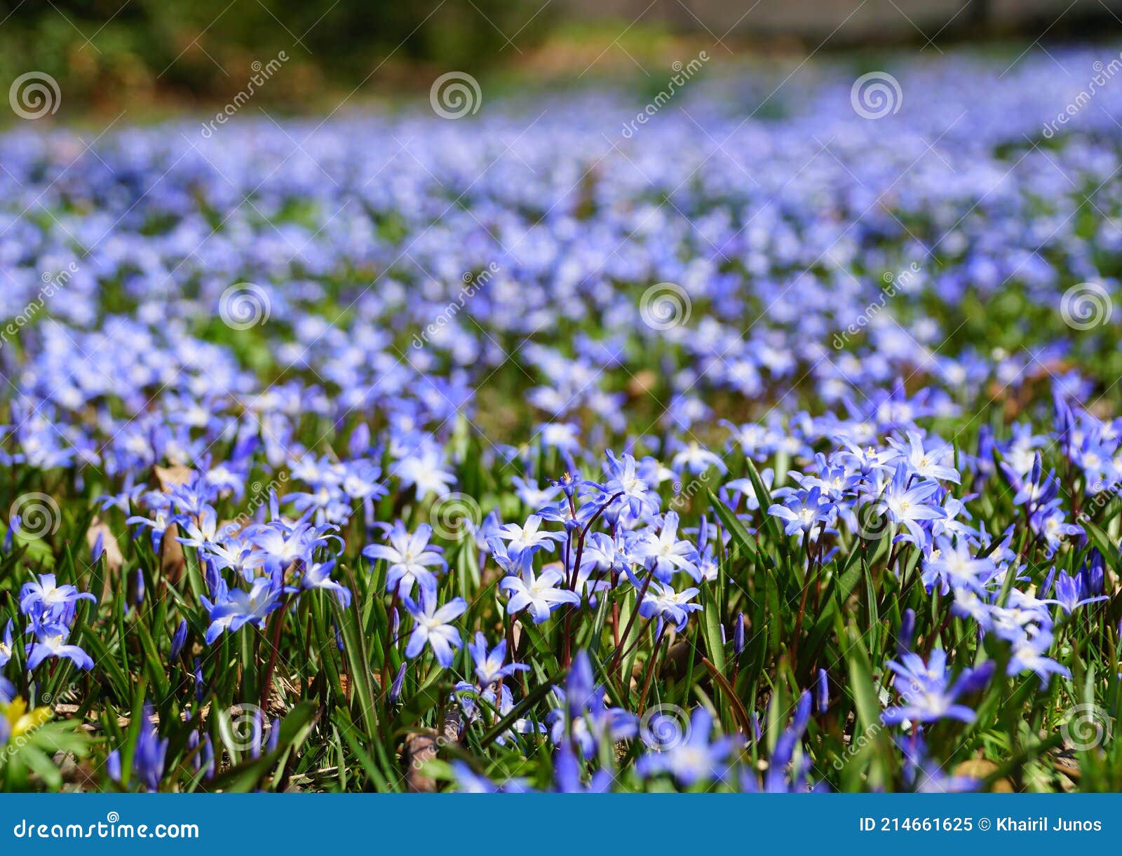 Early Snow Glories Flowers Blooming in the Spring Stock Image Image
