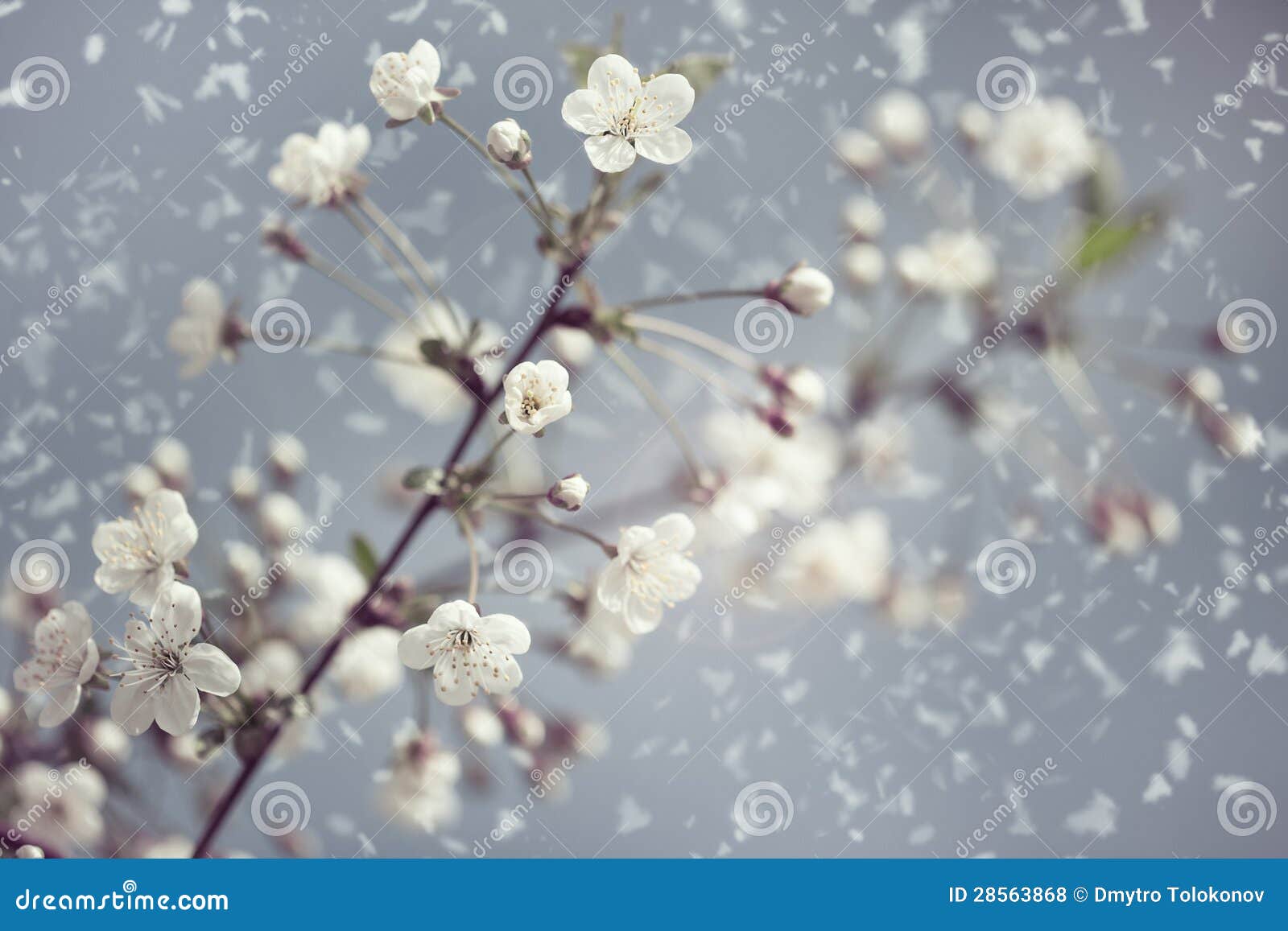 Early Spring Stock Photo Image Of Color Macro Close