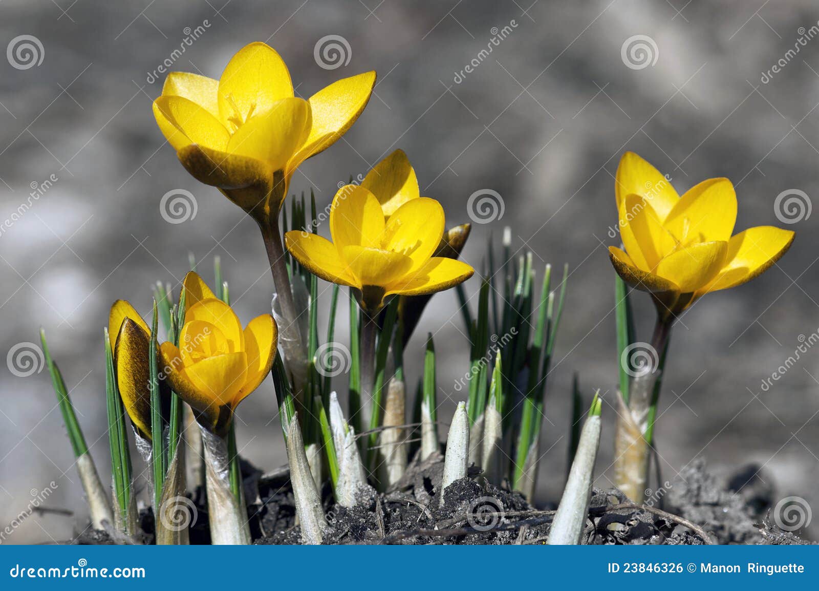 early spring crocuses - yellow