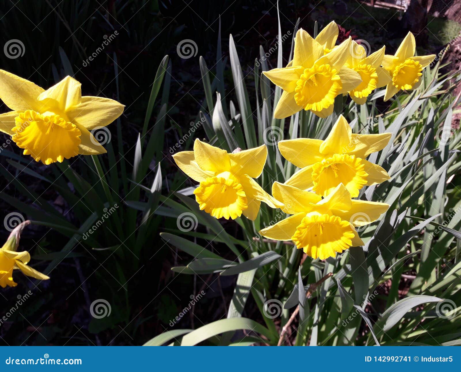 Yellow Daffodils in the Garden Stock Image Image of stem, blossom 142992741