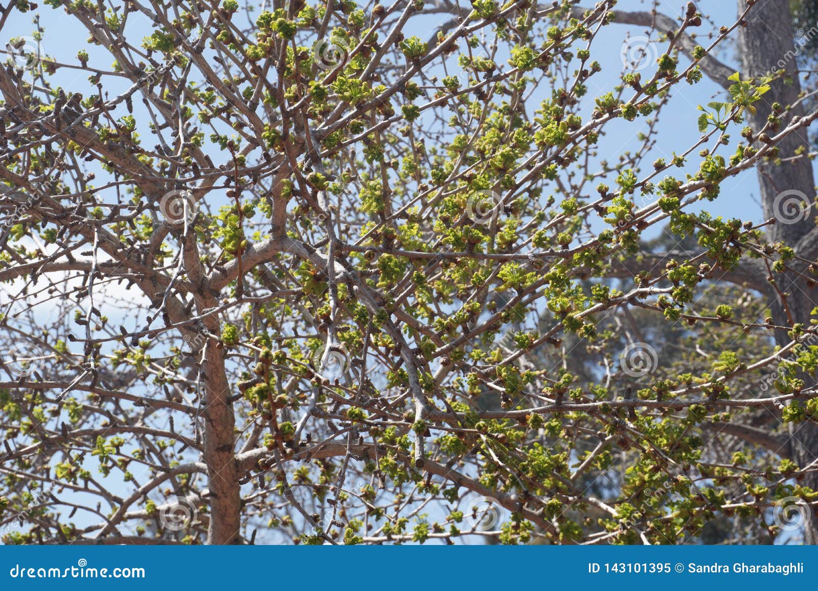 Budding Tree in Early Spring Stock Image Image of spring, tree 143101395