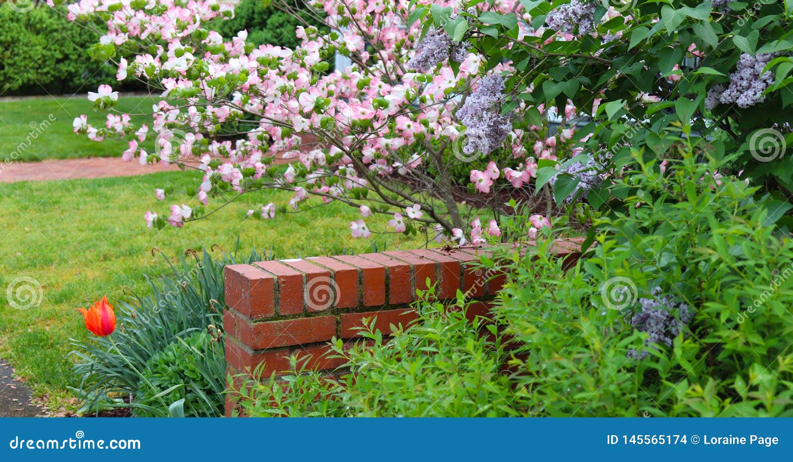 dogwood blooms, lilac, tulip