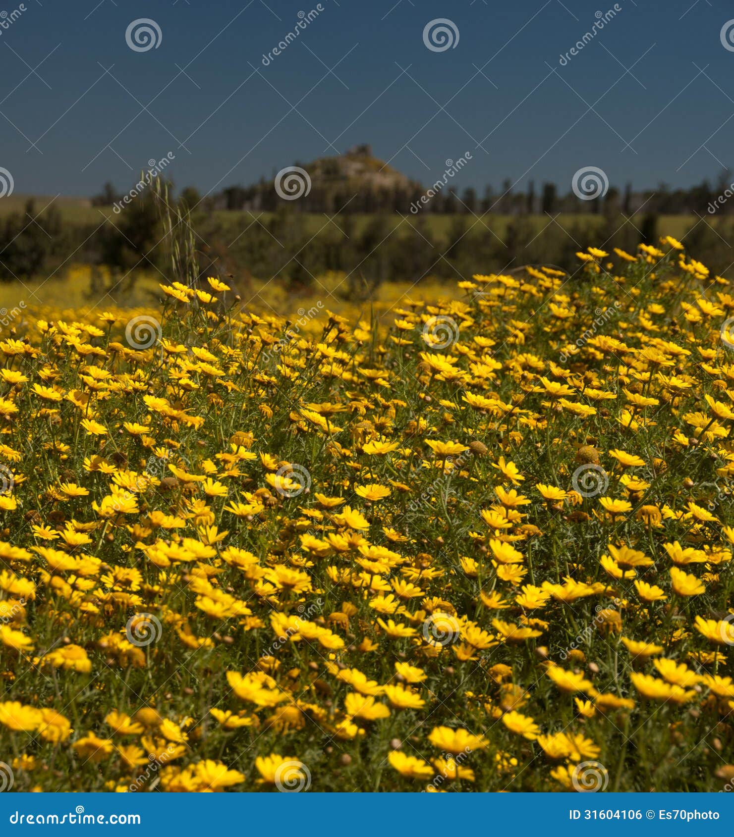 The Early Spring Flowers of Cyprus Stock Photo Image of nicosia, blue