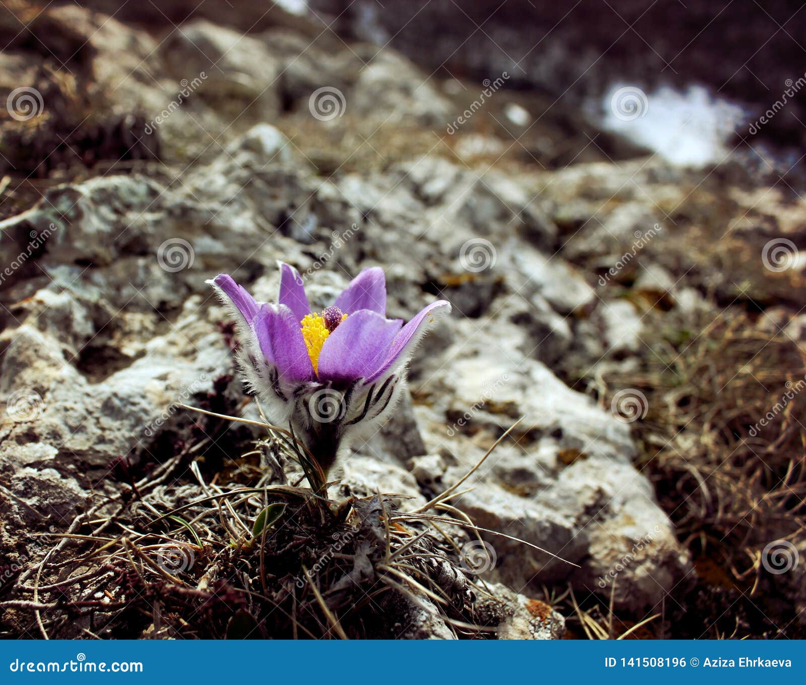 Early Spring Flowers Purple Crocuses Blue Violet Mountain