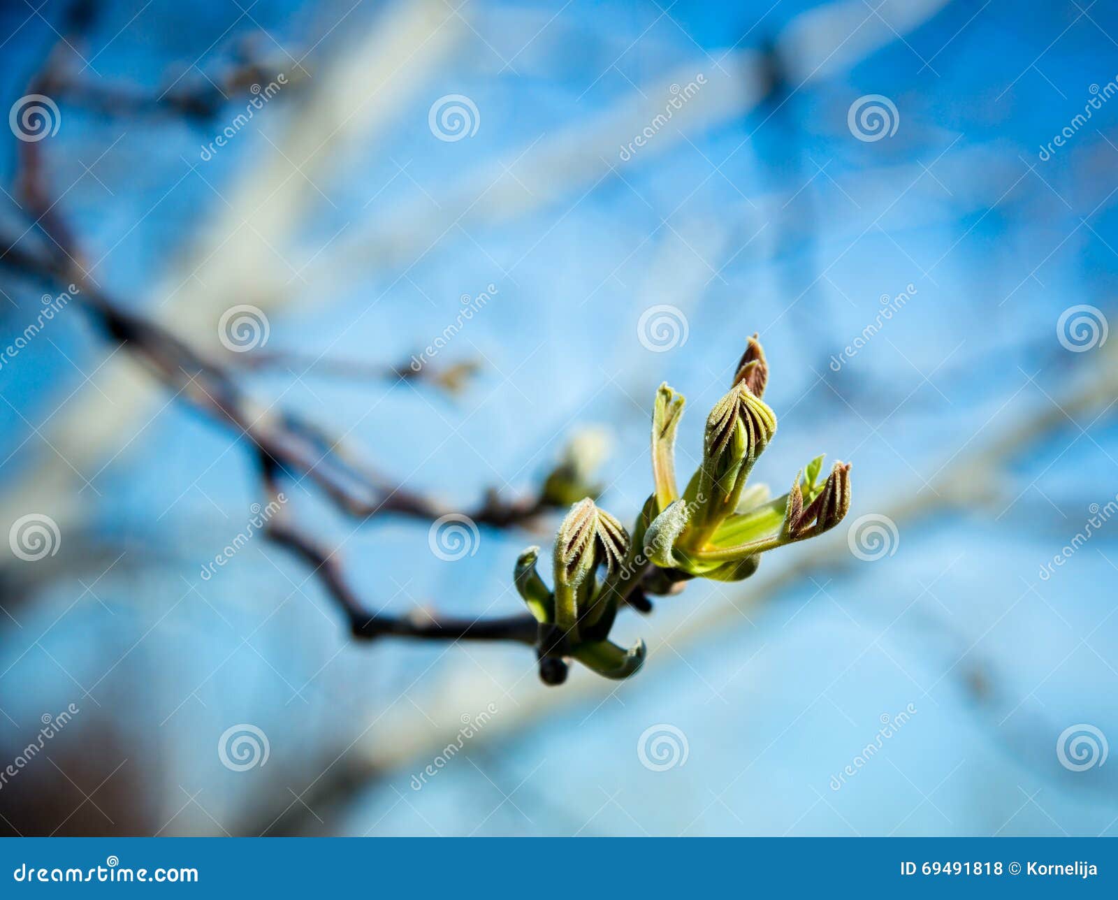 Early spring foliage stock photo. Image of leafage, flowering 69491818