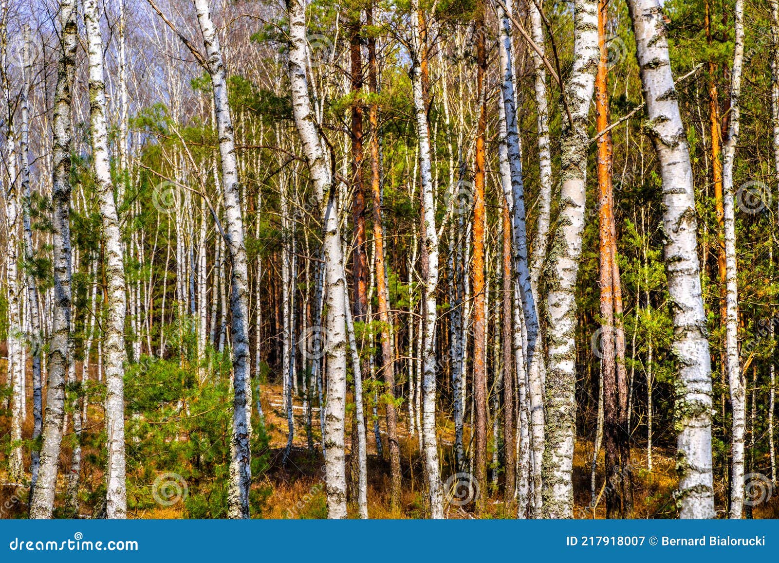 Young Silver Birch Forest Thicket in Mazovia Landscape Park Town of ...