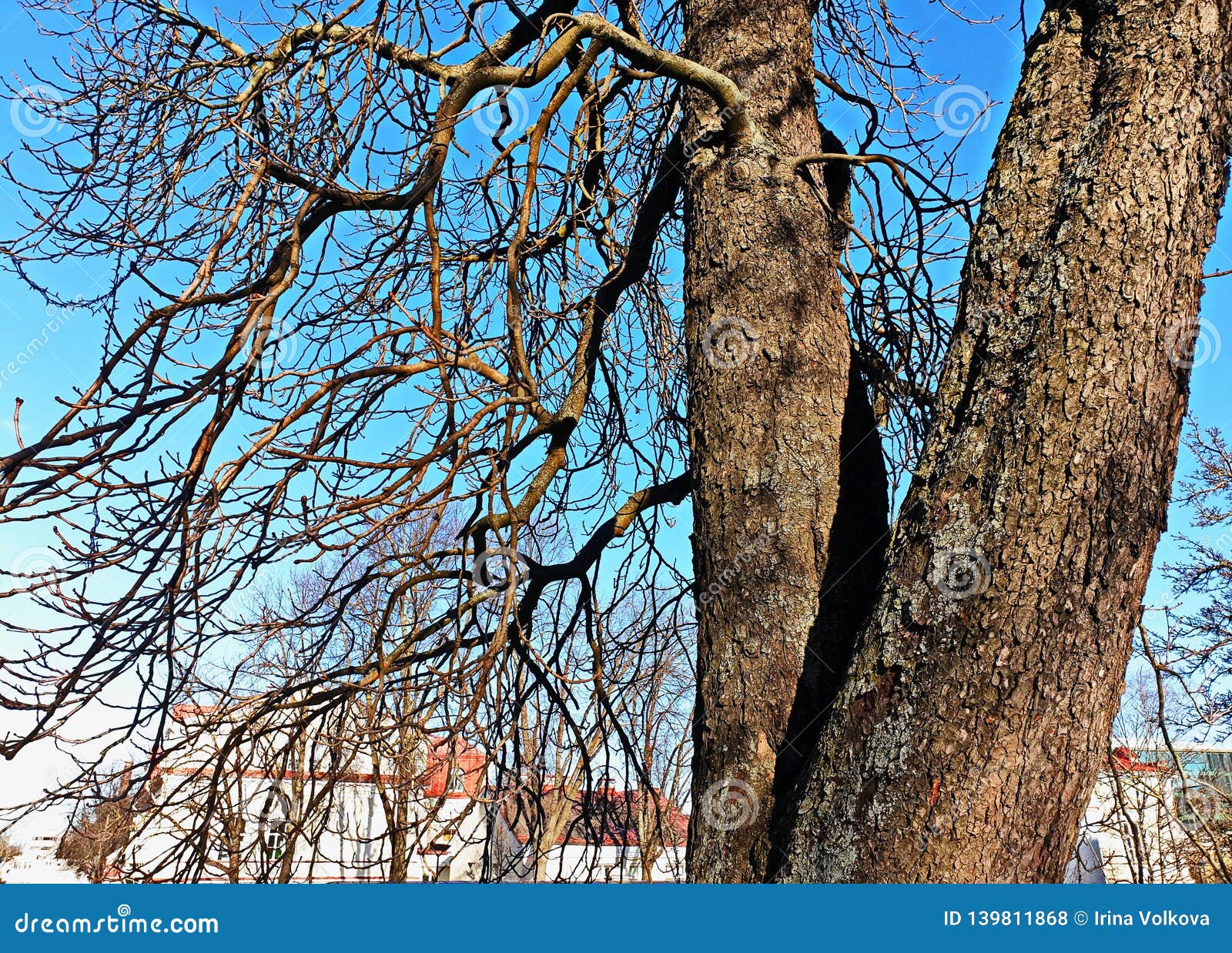 spring in park ,travel to tallinn,spring season,blue sky and clouds