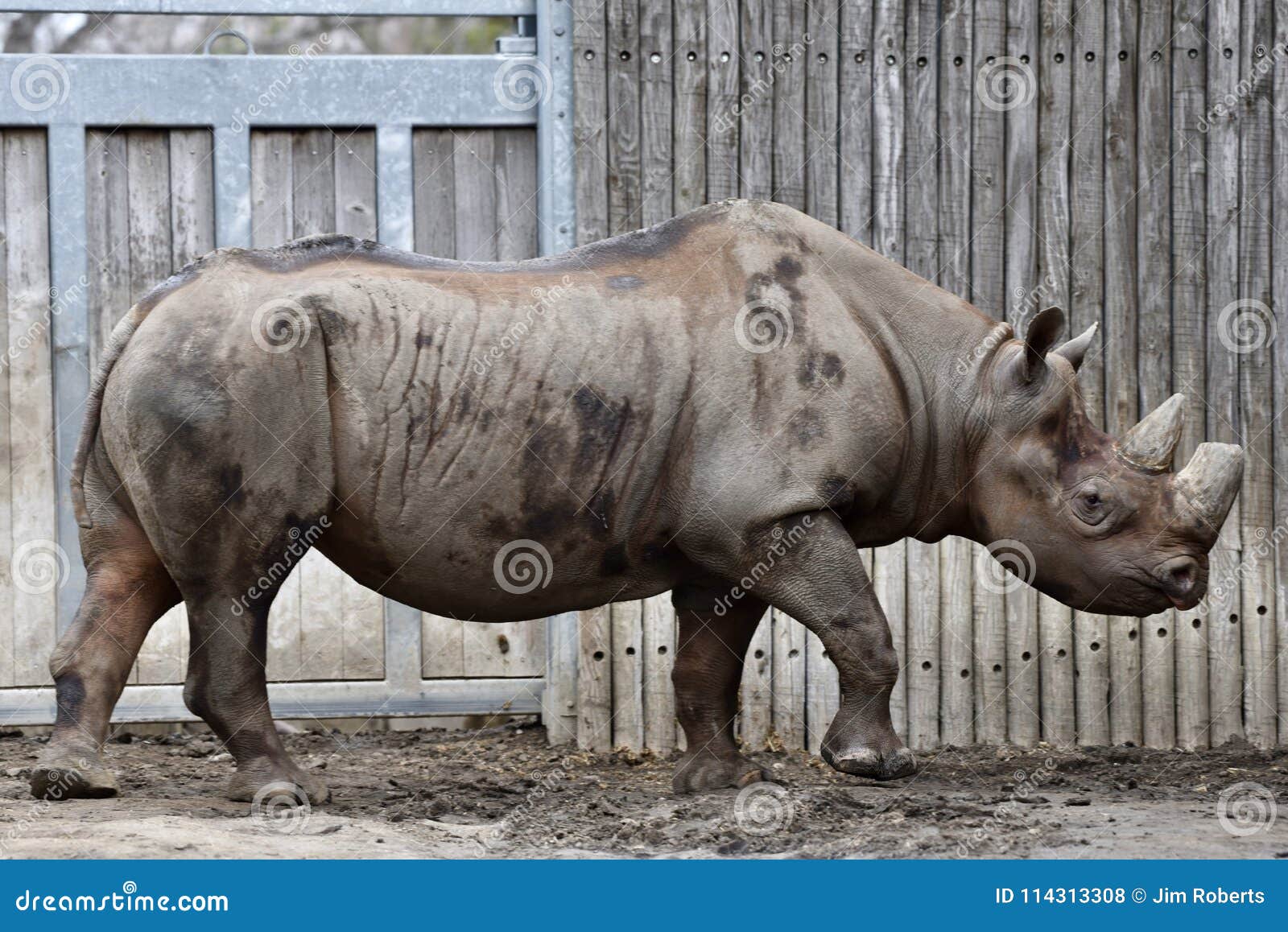 habitat of west african black rhinoceros habitat of west african black rhinoceros